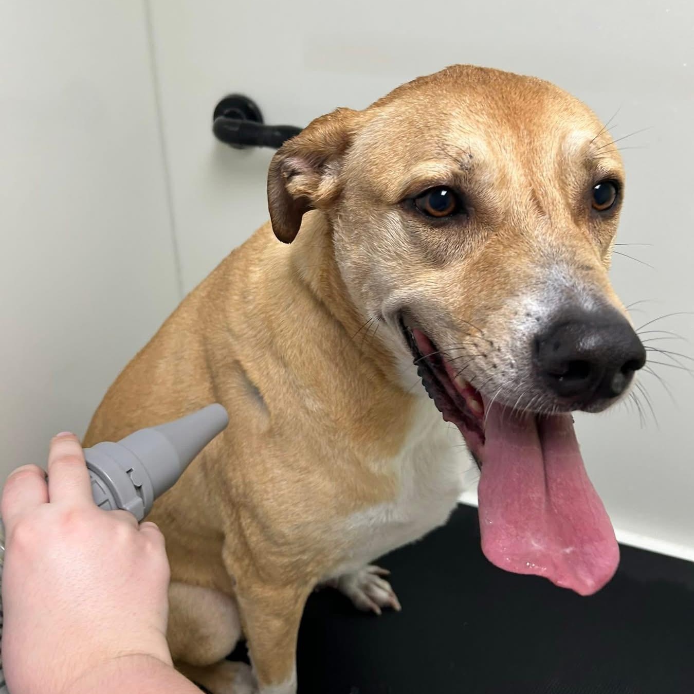 Enlarge Pandora, a ADOPTABLE mixed breed in Des Moines, IA image 2/4