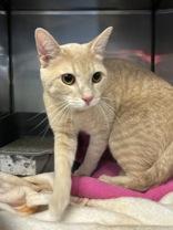 McCree, ADOPTABLE, Young Male Domestic Short Hair.