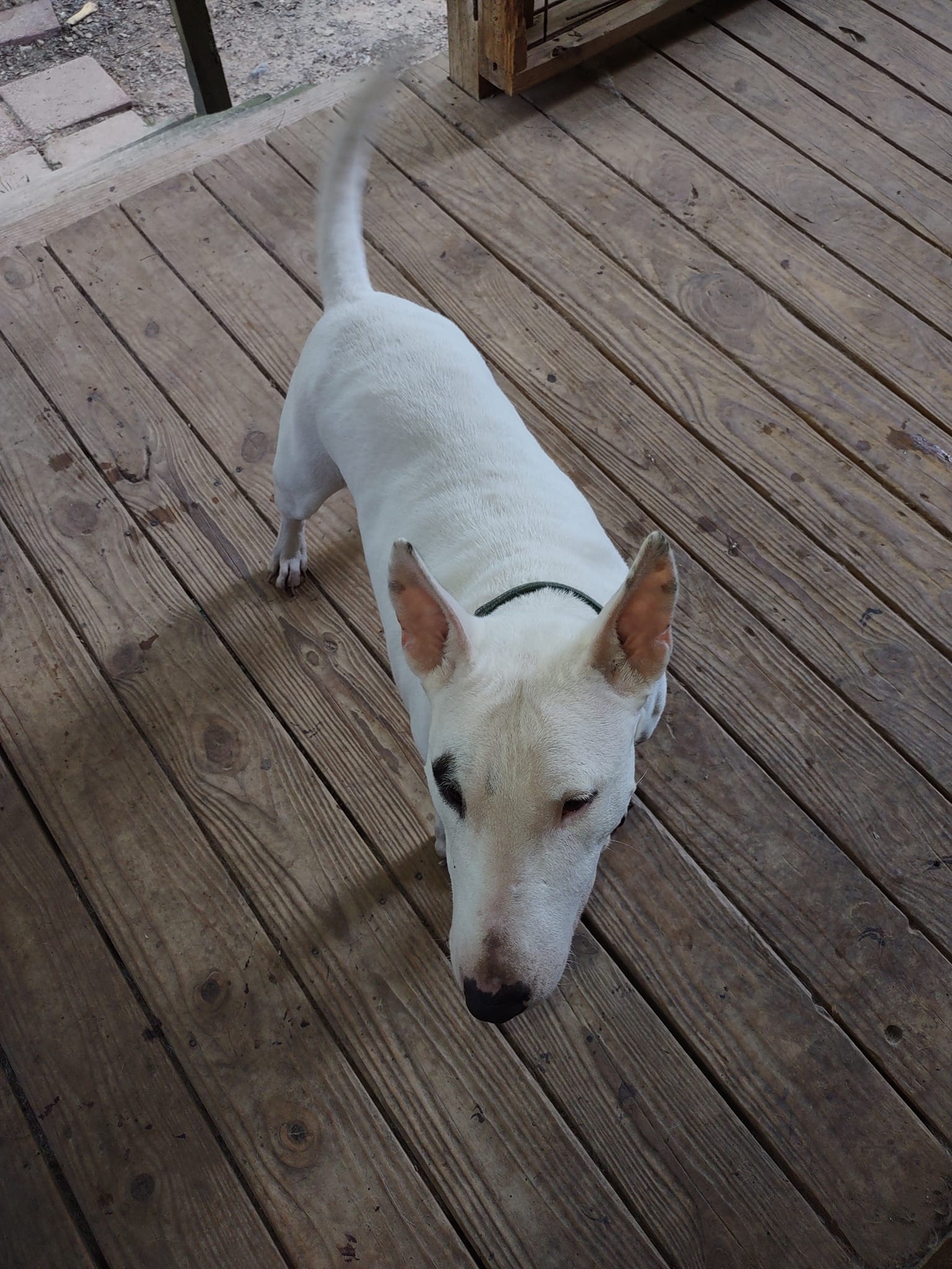 Piper, Adoptable, Adult Female Bull Terrier.
