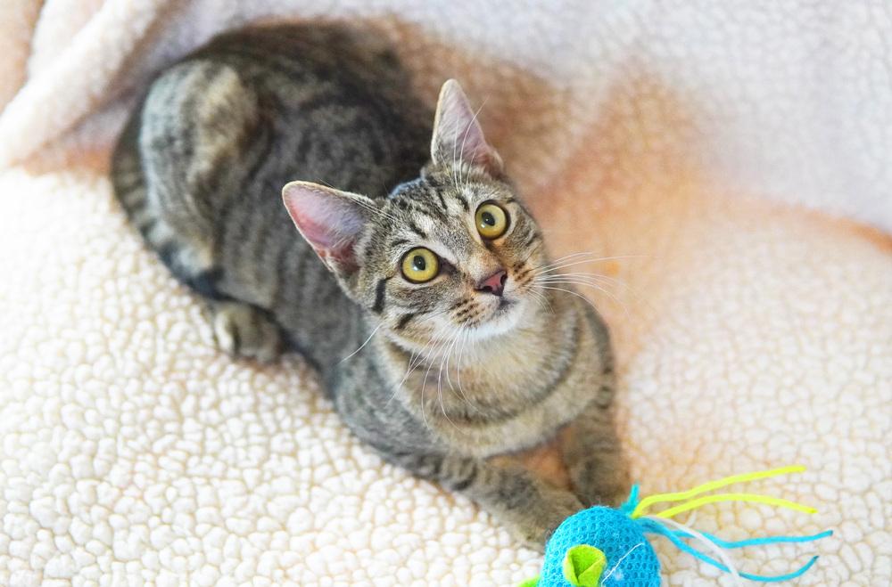 Enlarge Sahara, a Adoptable Domestic Short Hair in Wellington, FL image 1/6