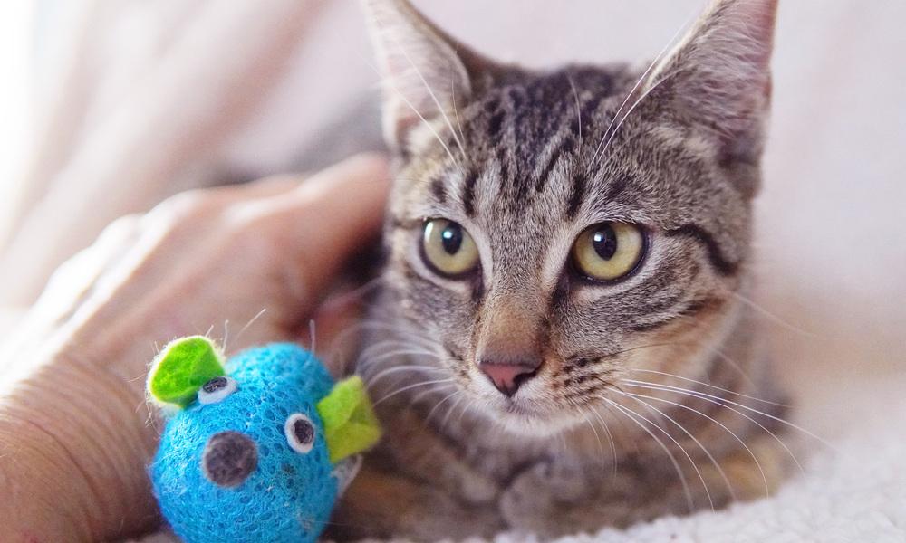 Enlarge Sahara, a Adoptable Domestic Short Hair in Wellington, FL image 2/6