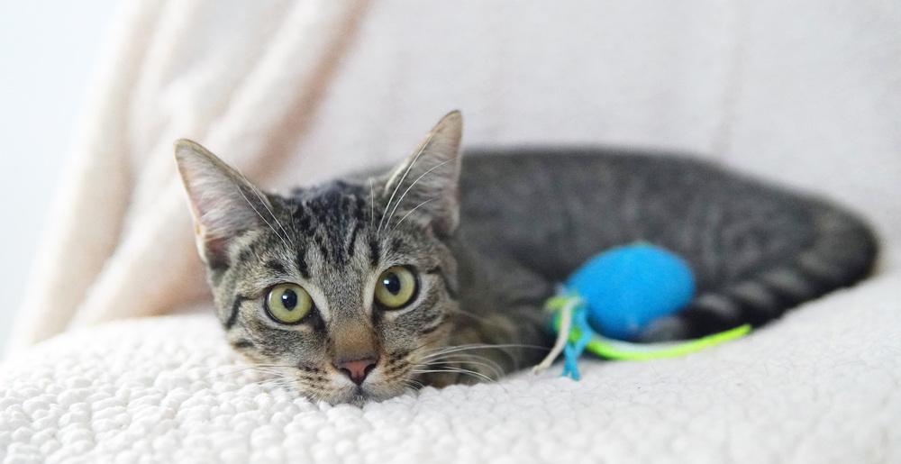 Enlarge Sahara, a Adoptable Domestic Short Hair in Wellington, FL image 3/6