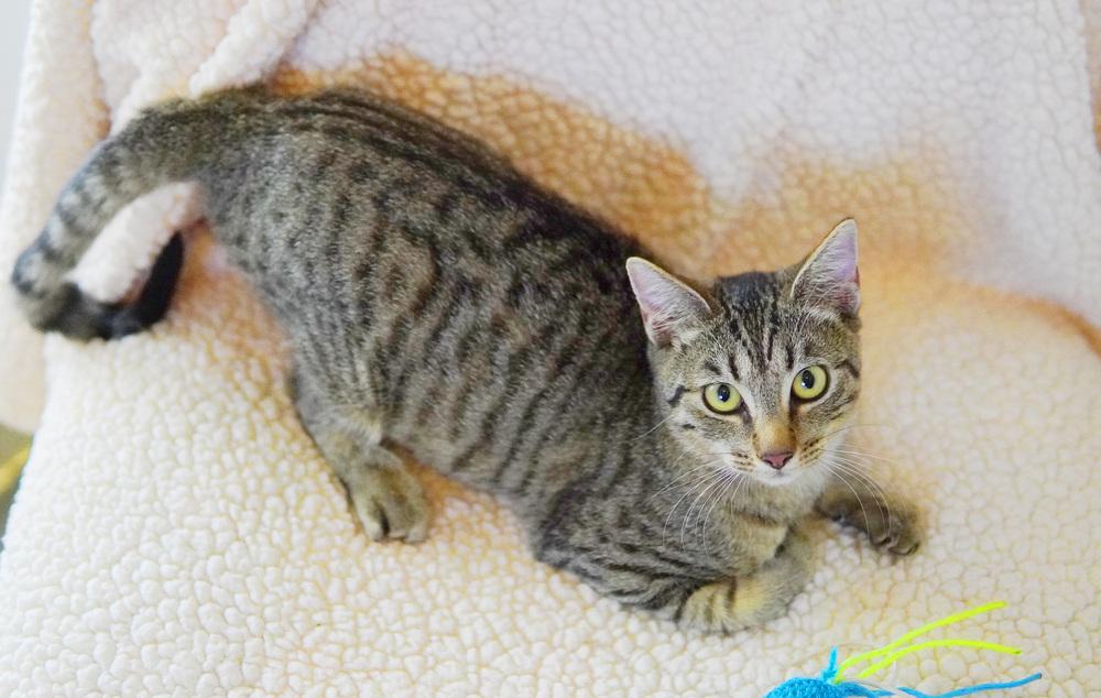 Enlarge Sahara, a Adoptable Domestic Short Hair in Wellington, FL image 4/6