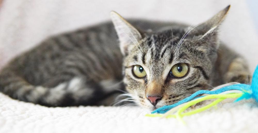 Enlarge Sahara, a Adoptable Domestic Short Hair in Wellington, FL image 5/6