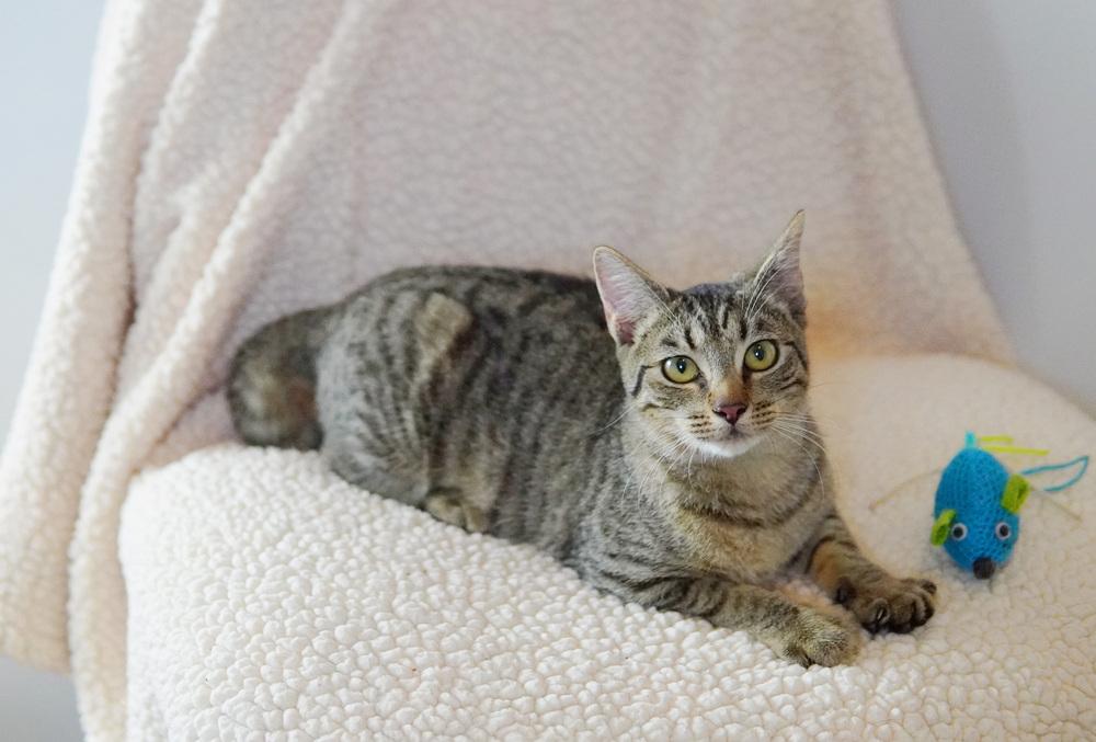 Enlarge Sahara, a Adoptable Domestic Short Hair in Wellington, FL image 6/6