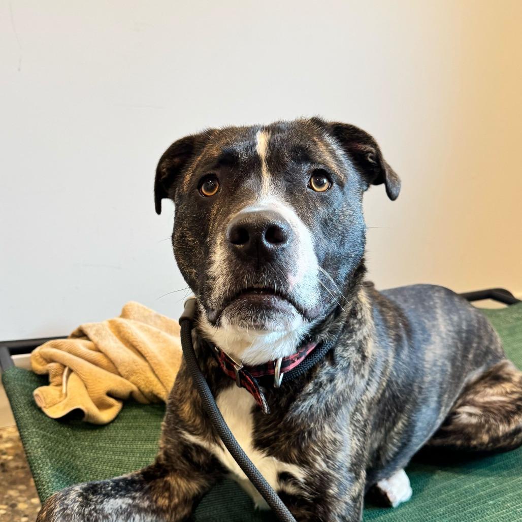 Baxter, Adoptable, Adult Male Pit Bull Terrier.