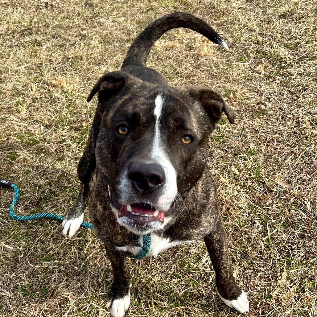 Enlarge Baxter, a Adoptable mixed breed in Louisville, KY image 2/3