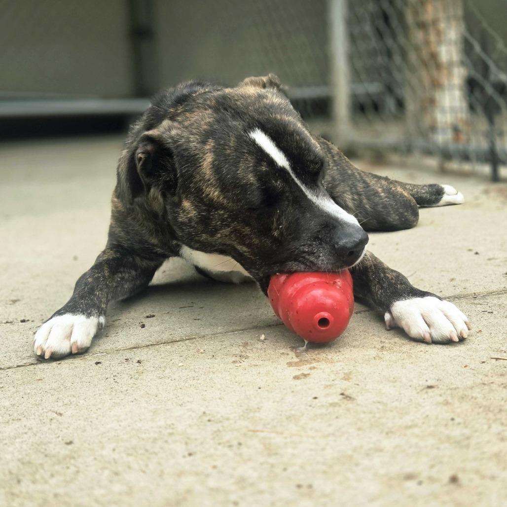 Enlarge Baxter, a Adoptable mixed breed in Louisville, KY image 3/6