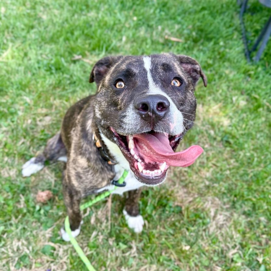 Enlarge Baxter, a Adoptable mixed breed in Louisville, KY image 5/6