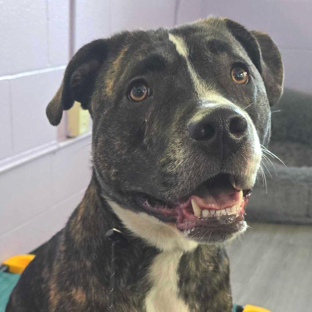 Enlarge Baxter, a Adoptable mixed breed in Louisville, KY image 3/3