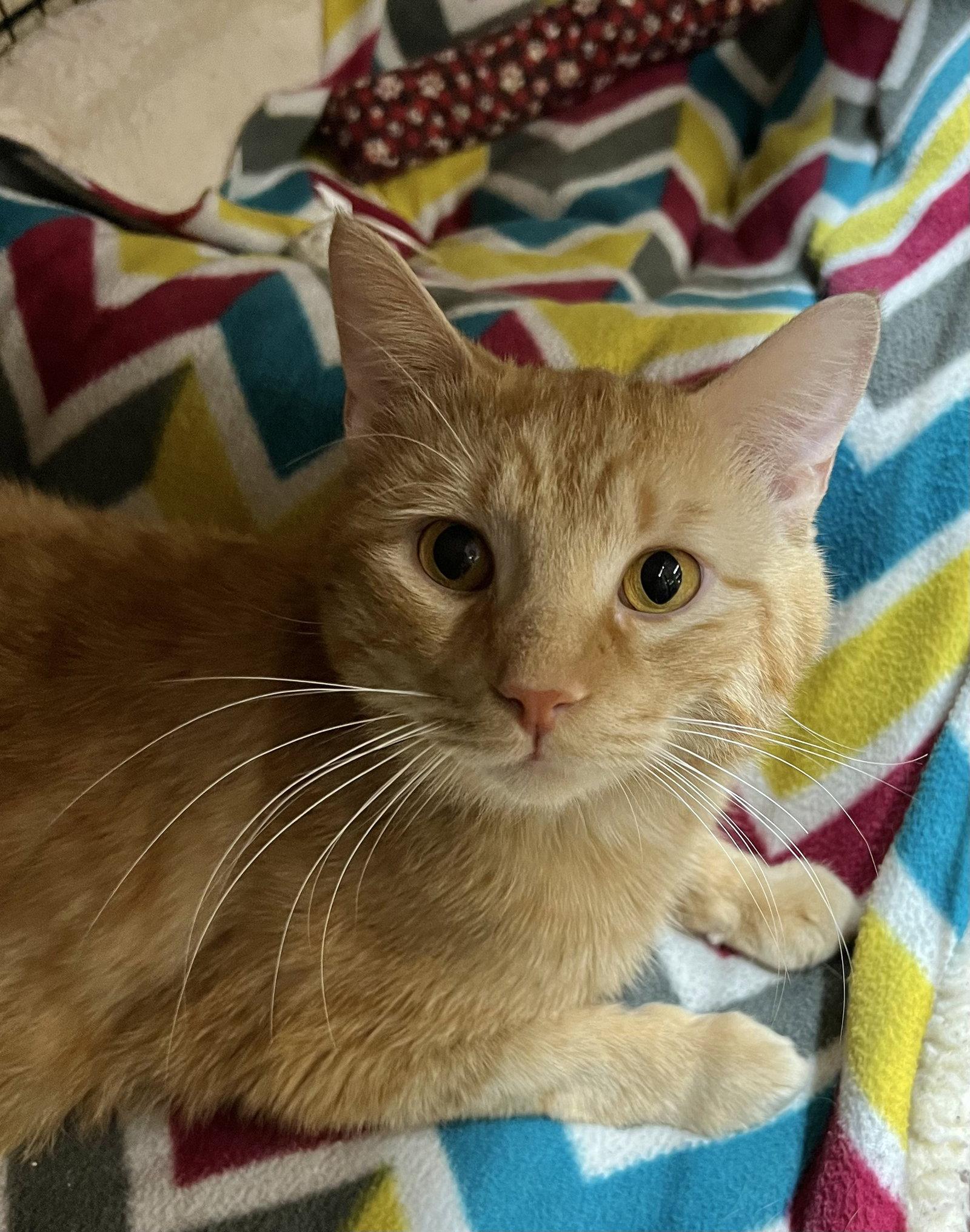 Pumpkin, Adoptable, Young Male Domestic Short Hair.