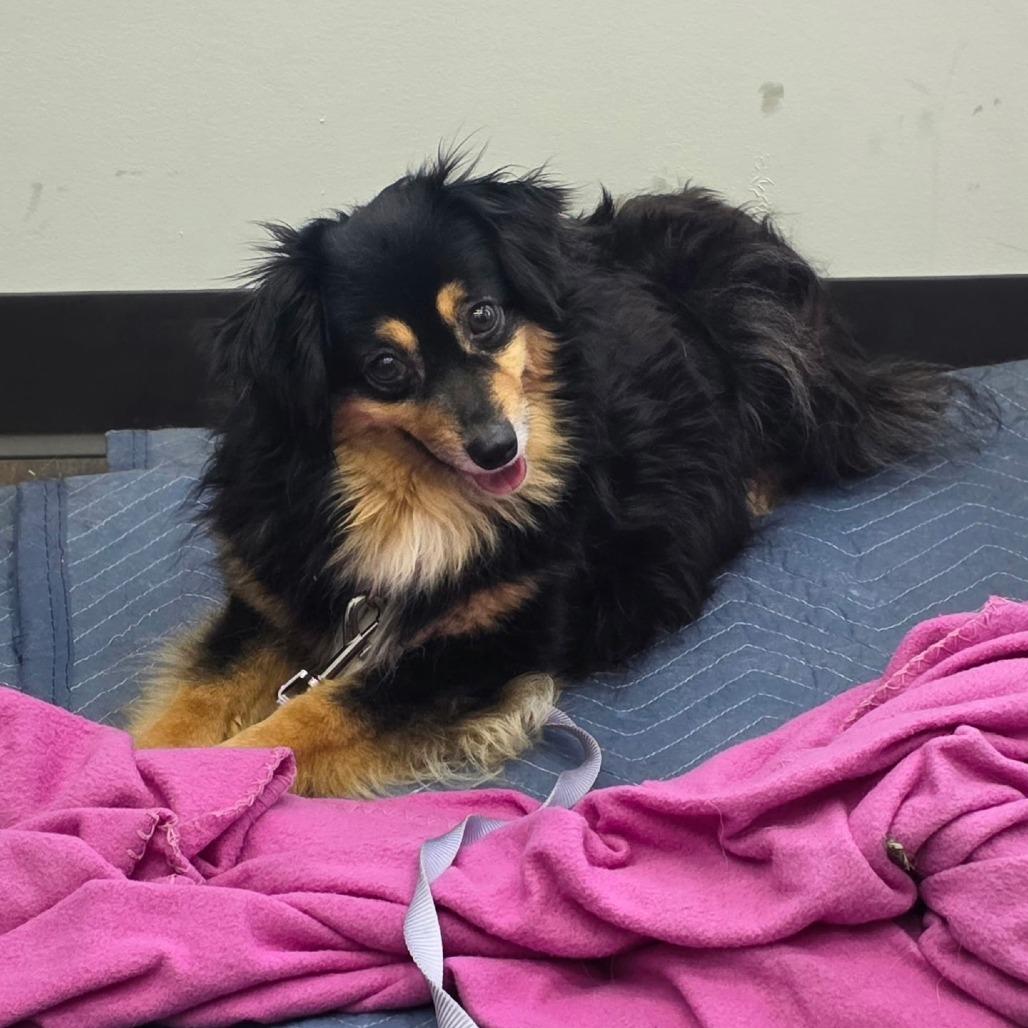 Enlarge Emmy Lou, a Adoptable Mixed Breed in DeKalb, IL image 1/6