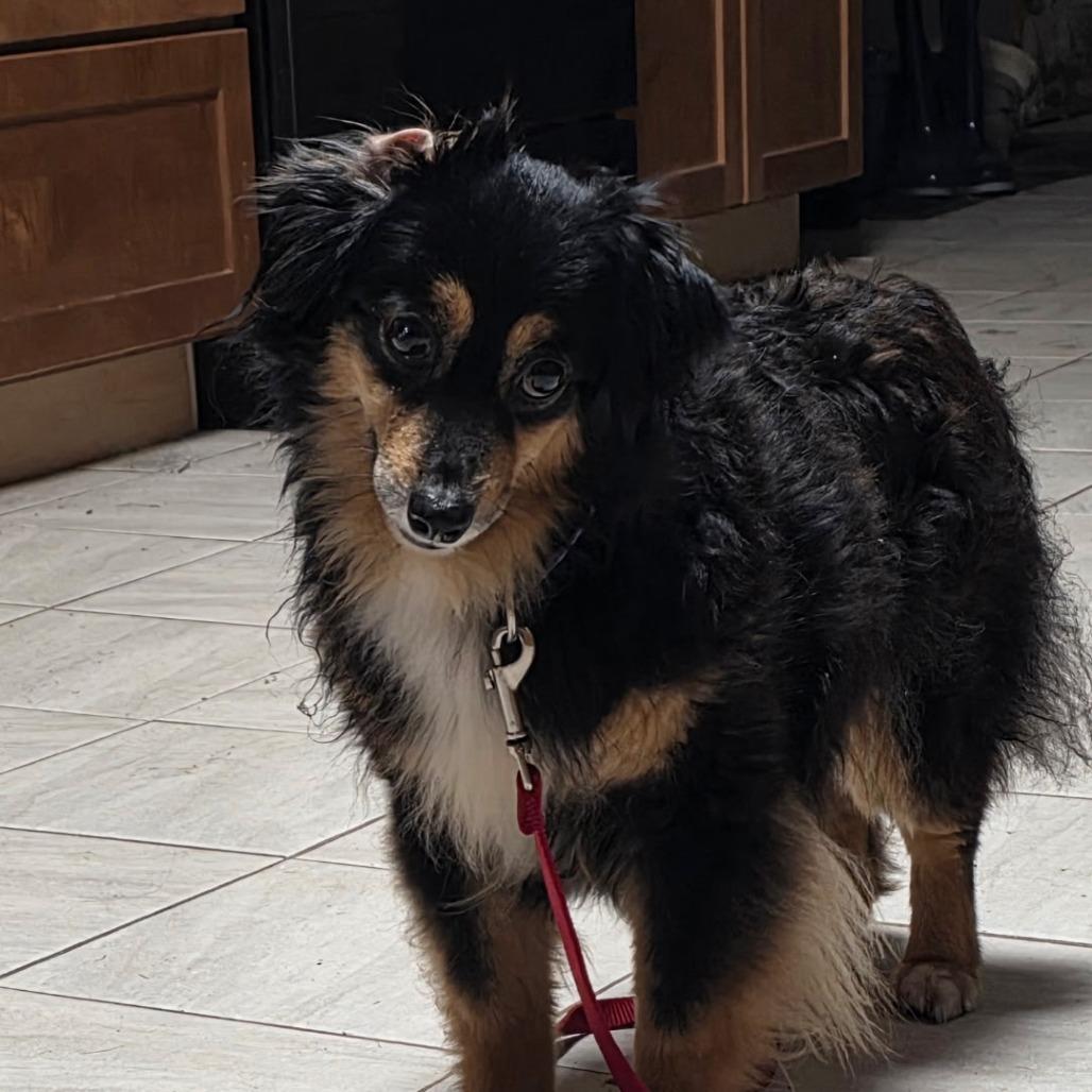 Enlarge Emmy Lou, a Adoptable Mixed Breed in DeKalb, IL image 2/6