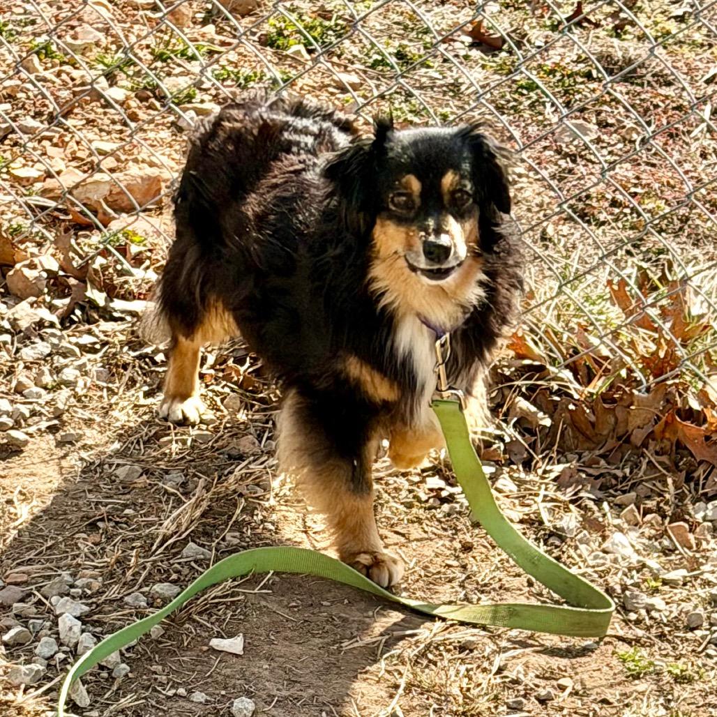 Enlarge Emmy Lou, a Adoptable Mixed Breed in DeKalb, IL image 3/6