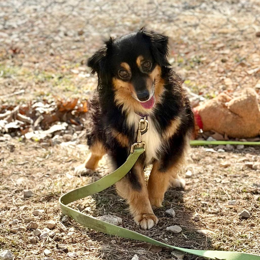 Enlarge Emmy Lou, a Adoptable Mixed Breed in DeKalb, IL image 4/6