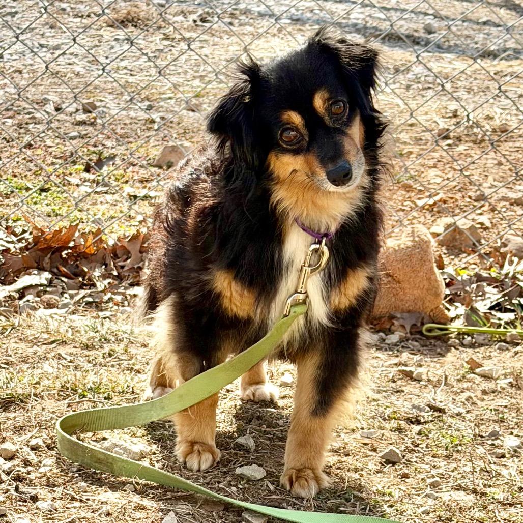 Enlarge Emmy Lou, a Adoptable Mixed Breed in DeKalb, IL image 5/6