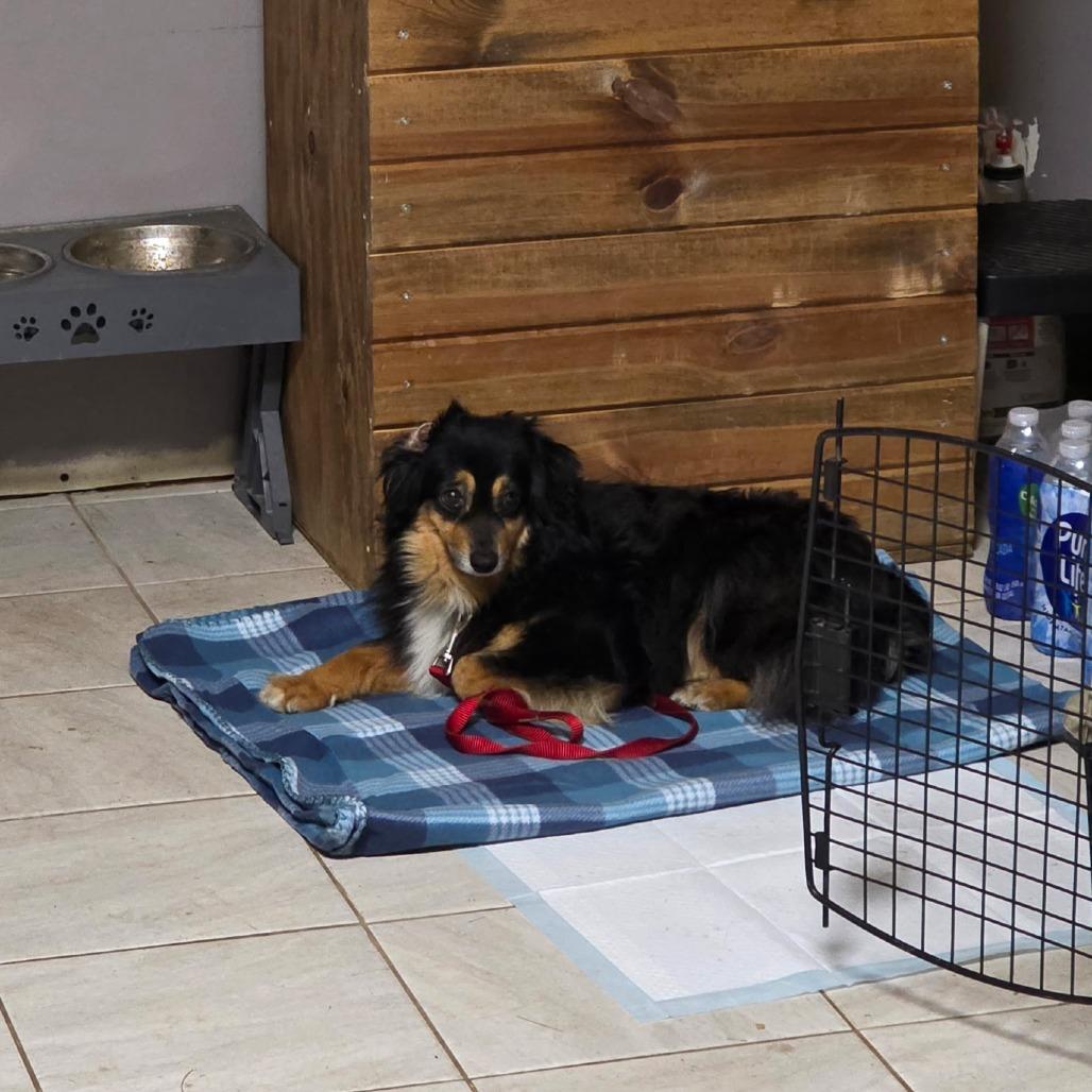 Enlarge Emmy Lou, a Adoptable Mixed Breed in DeKalb, IL image 6/6