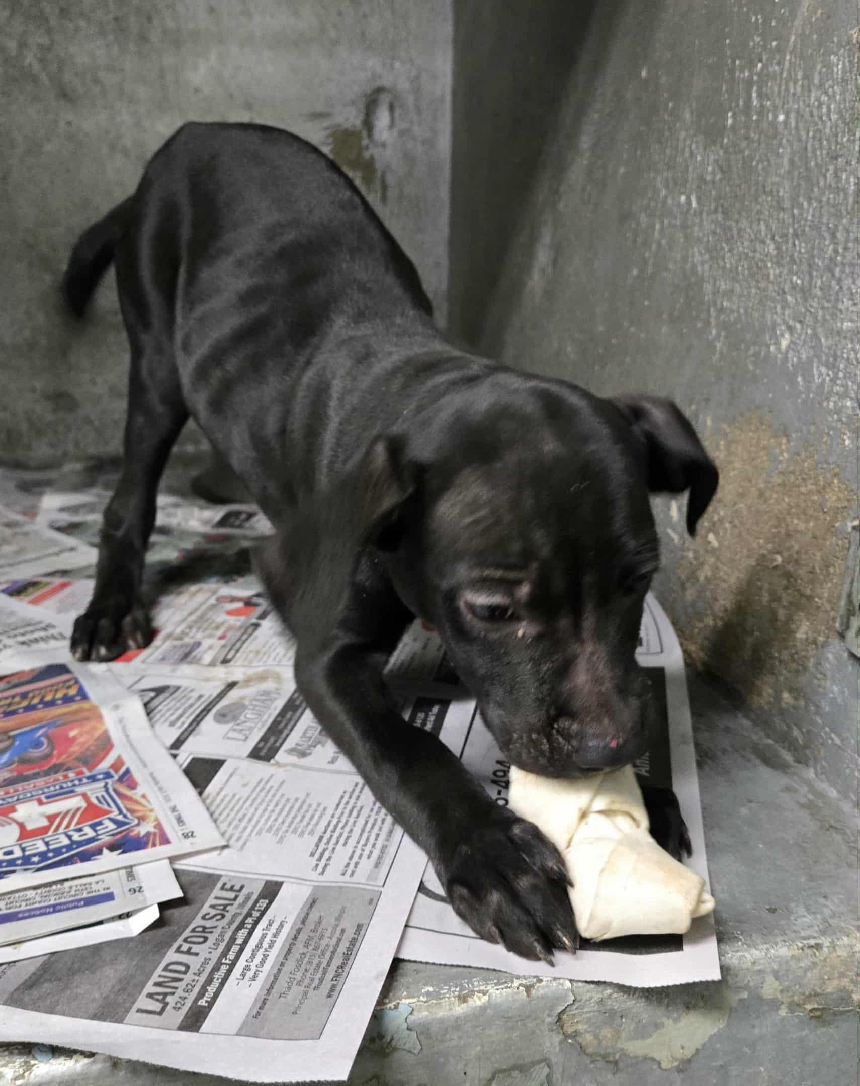 Elyse, Adoptable, Puppy Female Pit Bull Terrier.