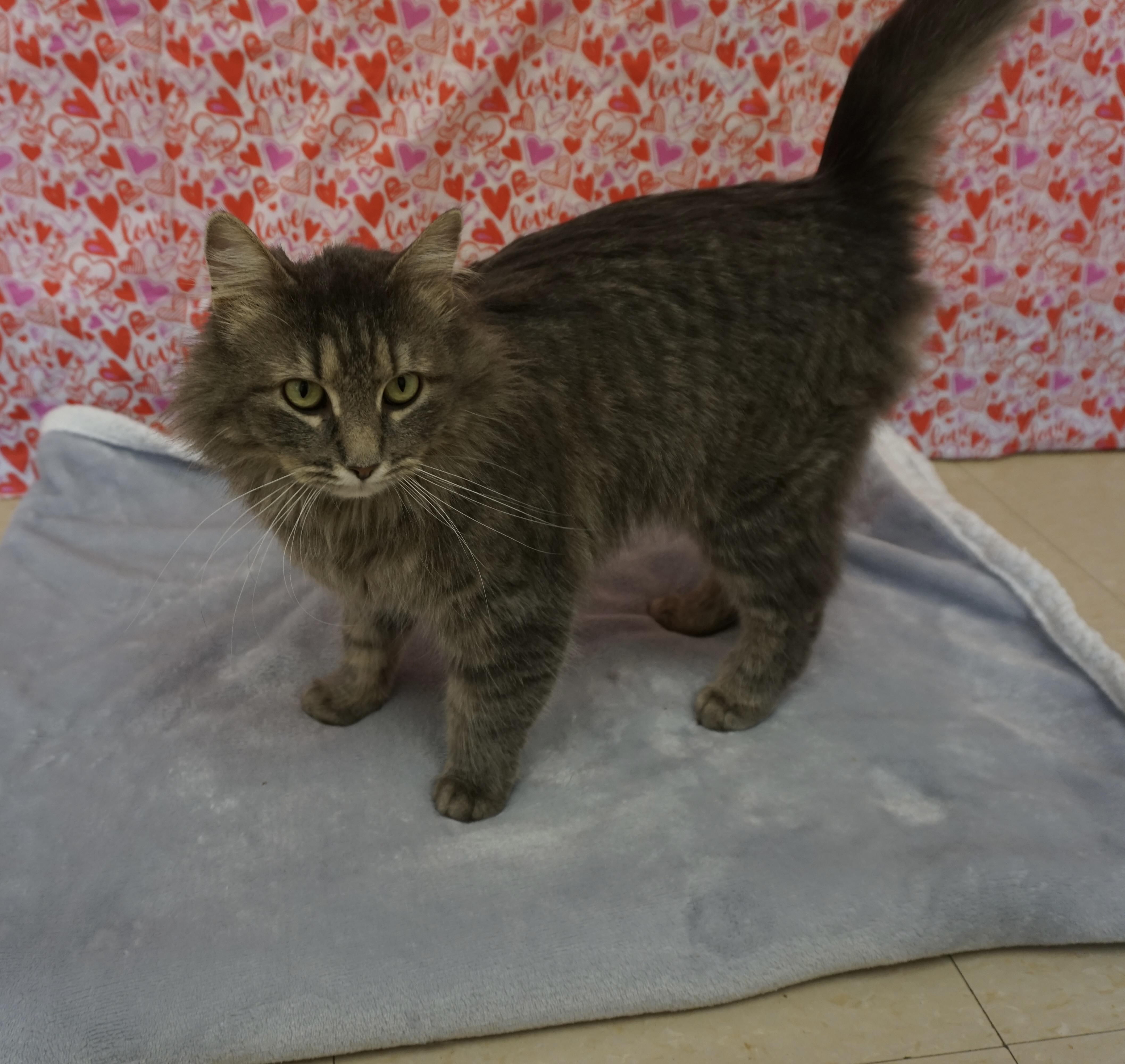 Tamera, an adopted Domestic Medium Hair in Red Wing, MN image 4/4