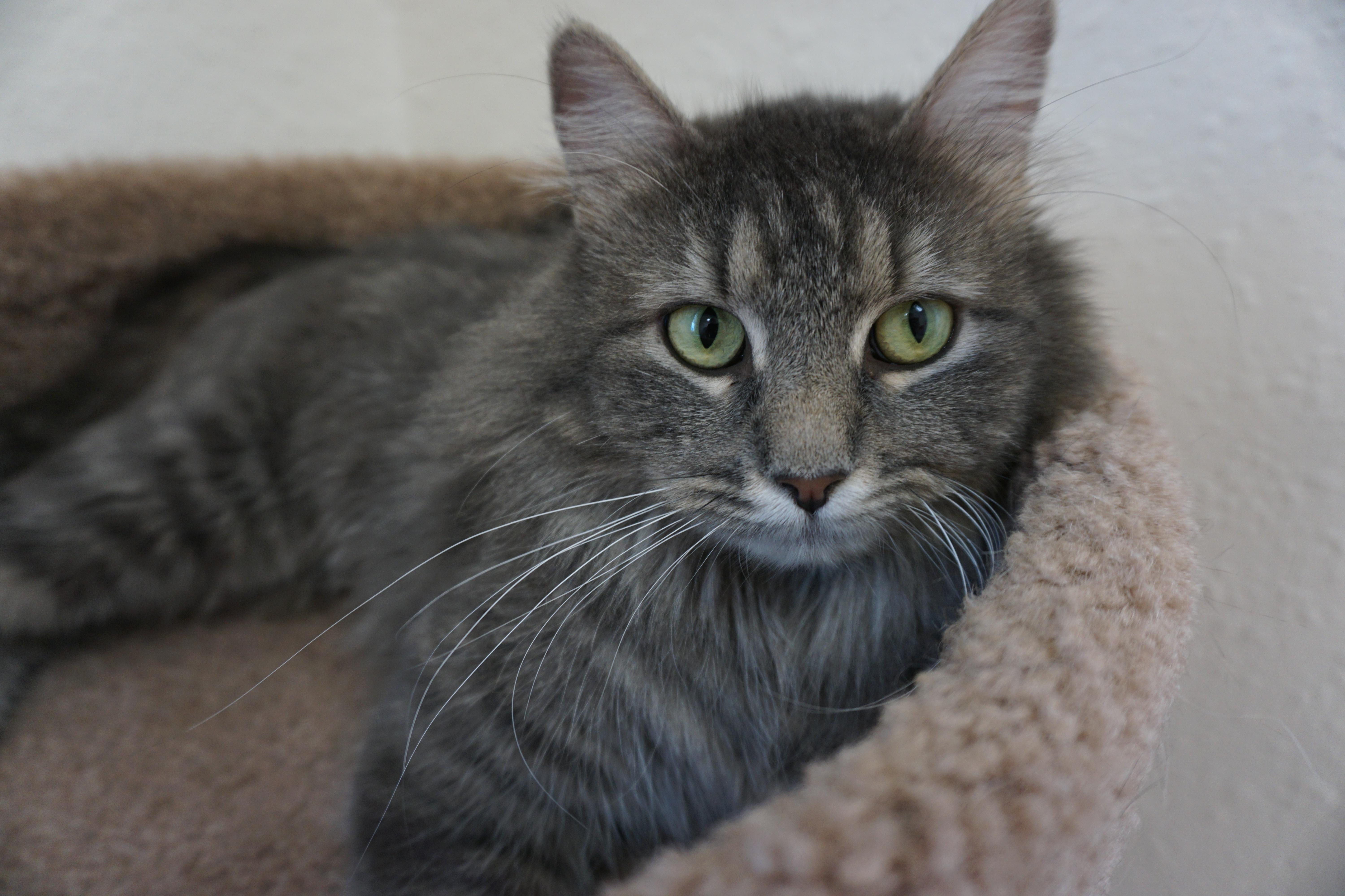 Tamera, adopted, Young Female Domestic Medium Hair.