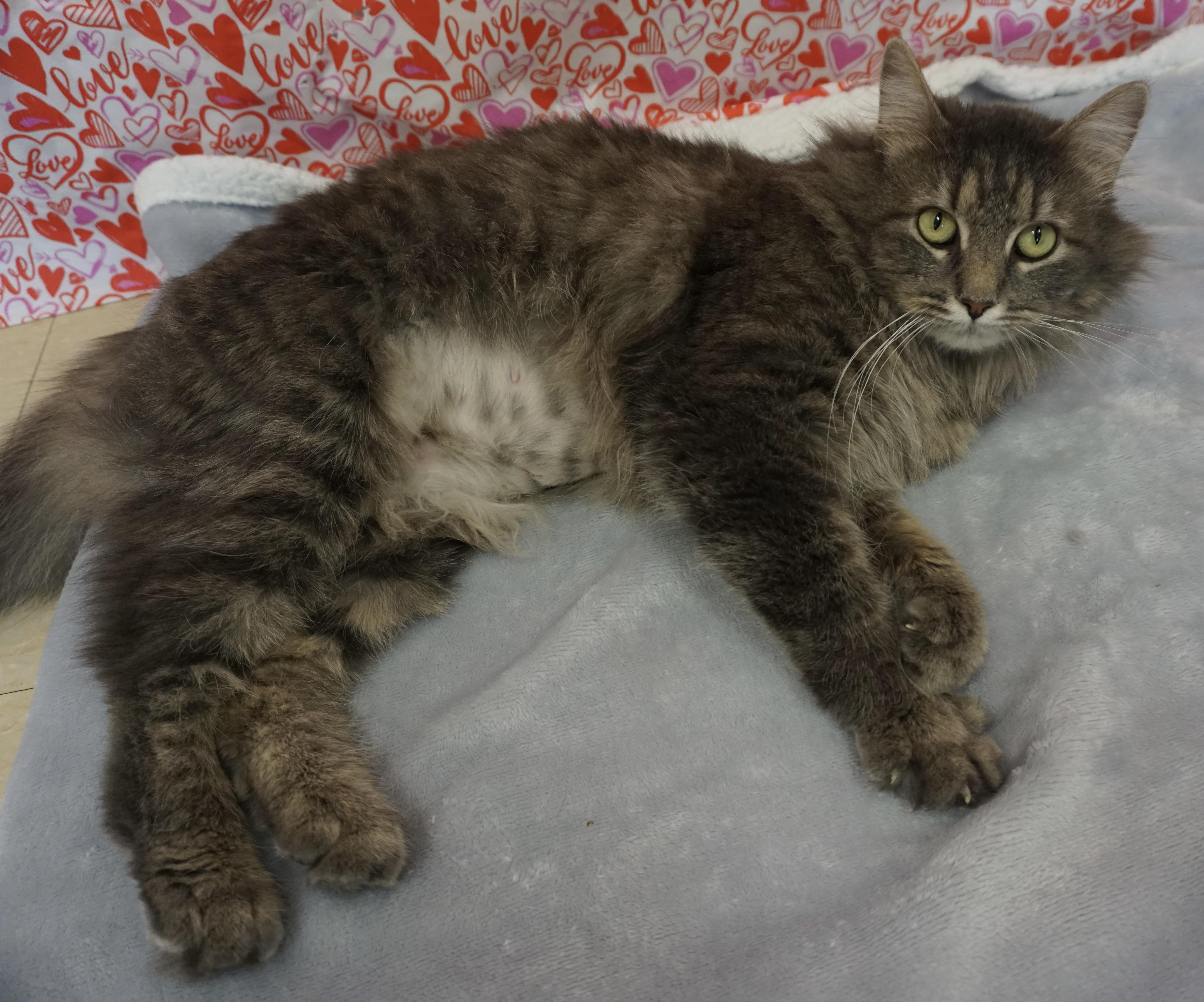 Tamera, an adopted Domestic Medium Hair in Red Wing, MN image 3/4