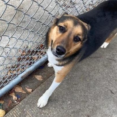 Kennedy, a ADOPTABLE mixed breed in Lumberton, NC image 1/2