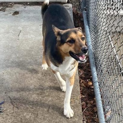 Kennedy, a ADOPTABLE mixed breed in Lumberton, NC image 2/2