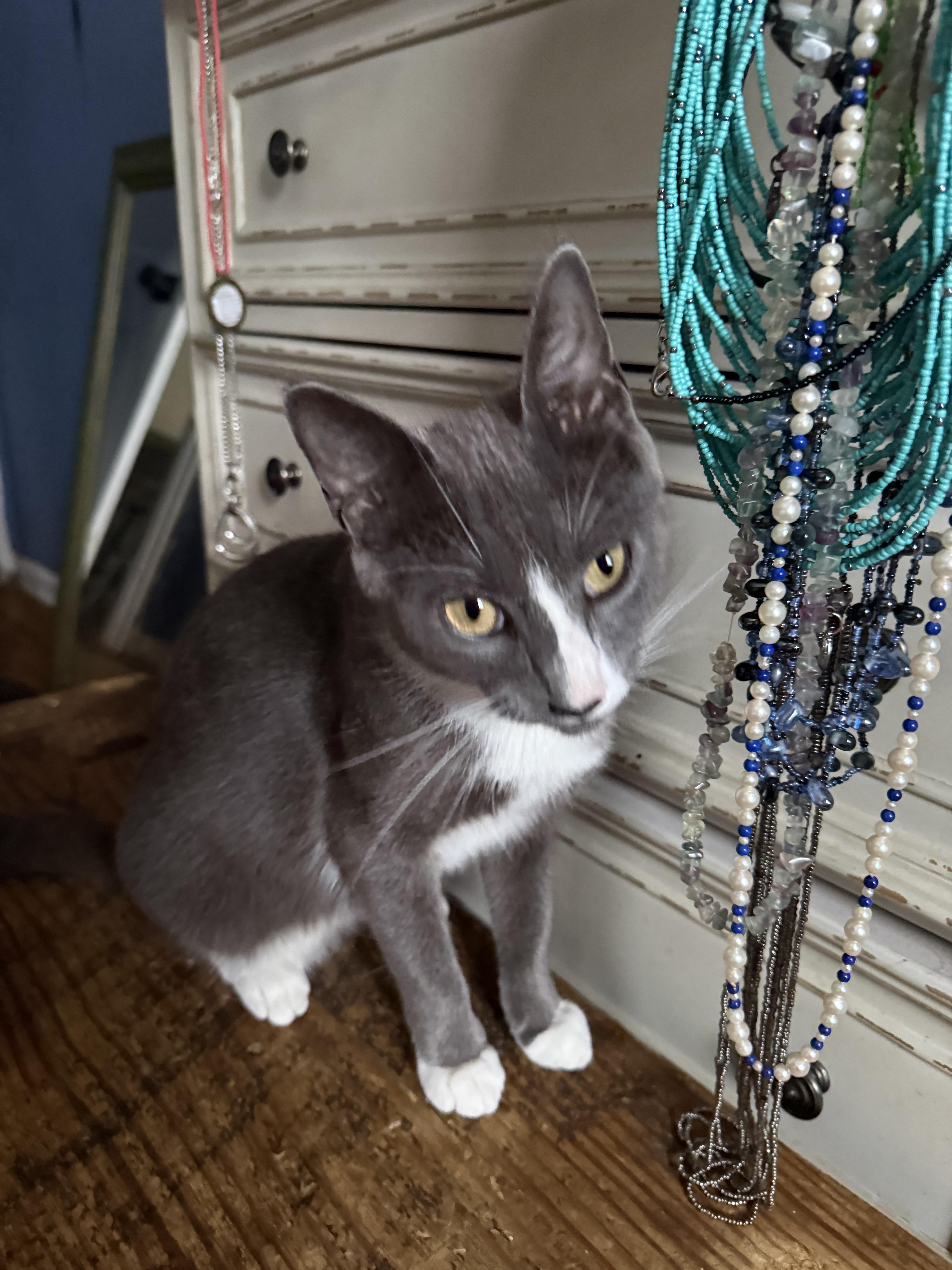 Enlarge Sage, a Adoptable mixed breed in White Plains, NY image 3/4
