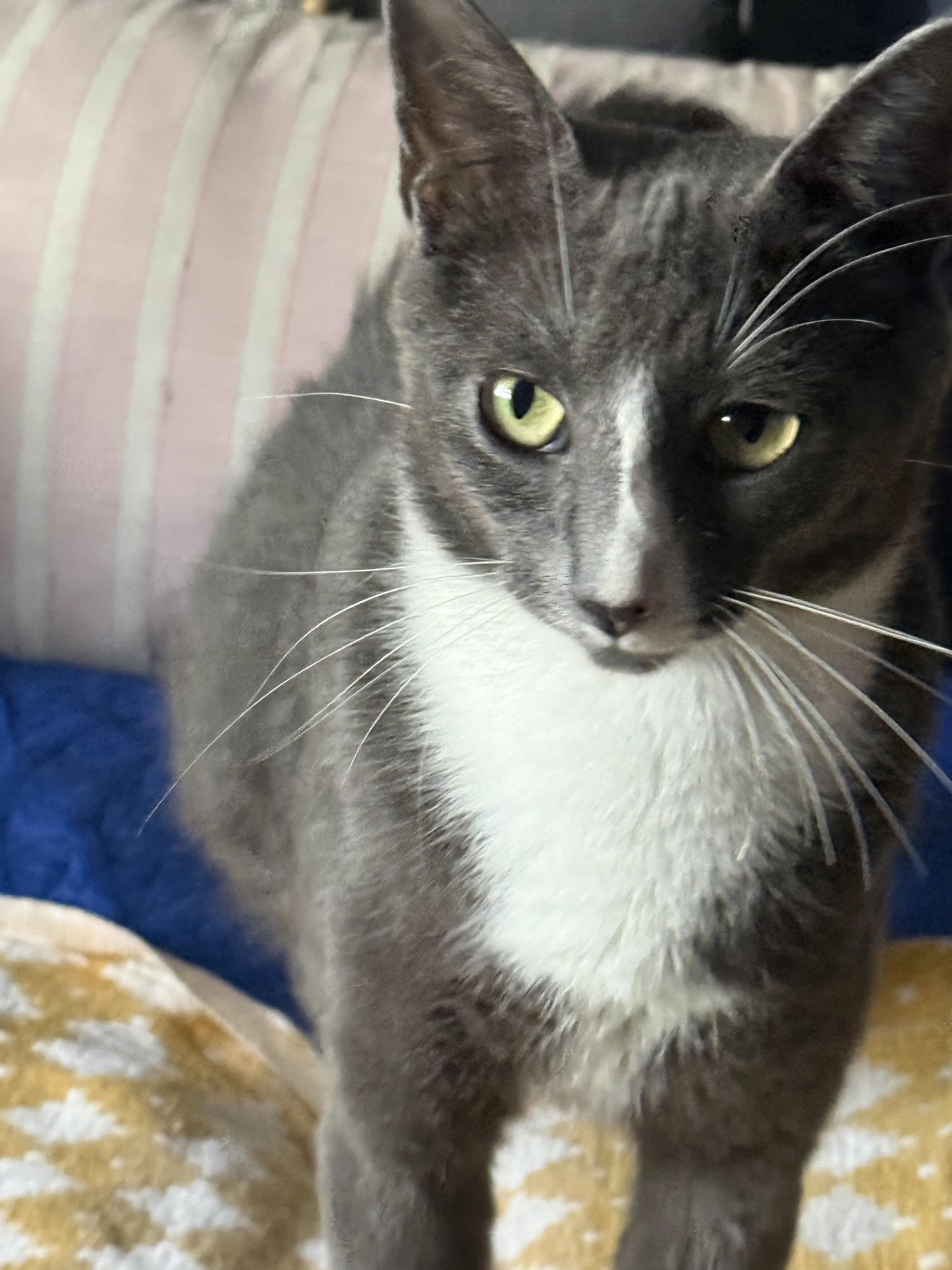 Enlarge Sage, a Adoptable mixed breed in White Plains, NY image 2/4