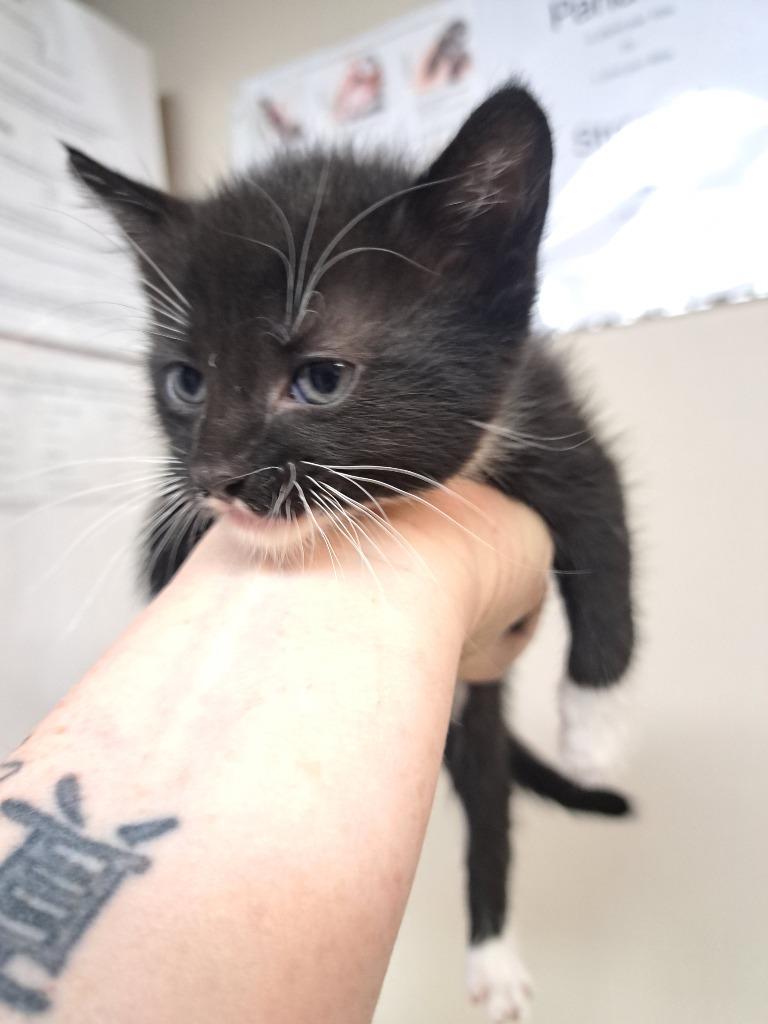 Toby, Adoptable, Kitten Male Domestic Short Hair.