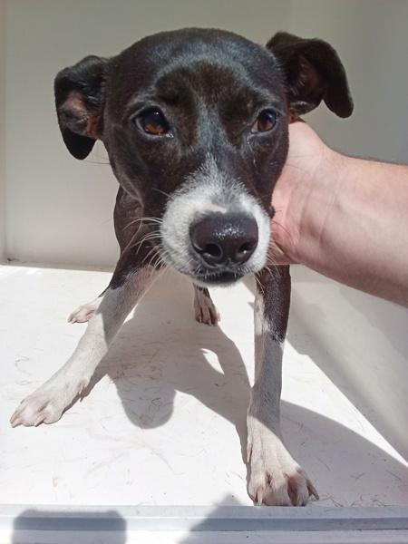 Enlarge Mia, a Adoptable mixed breed in Mobile, AL image 1/1
