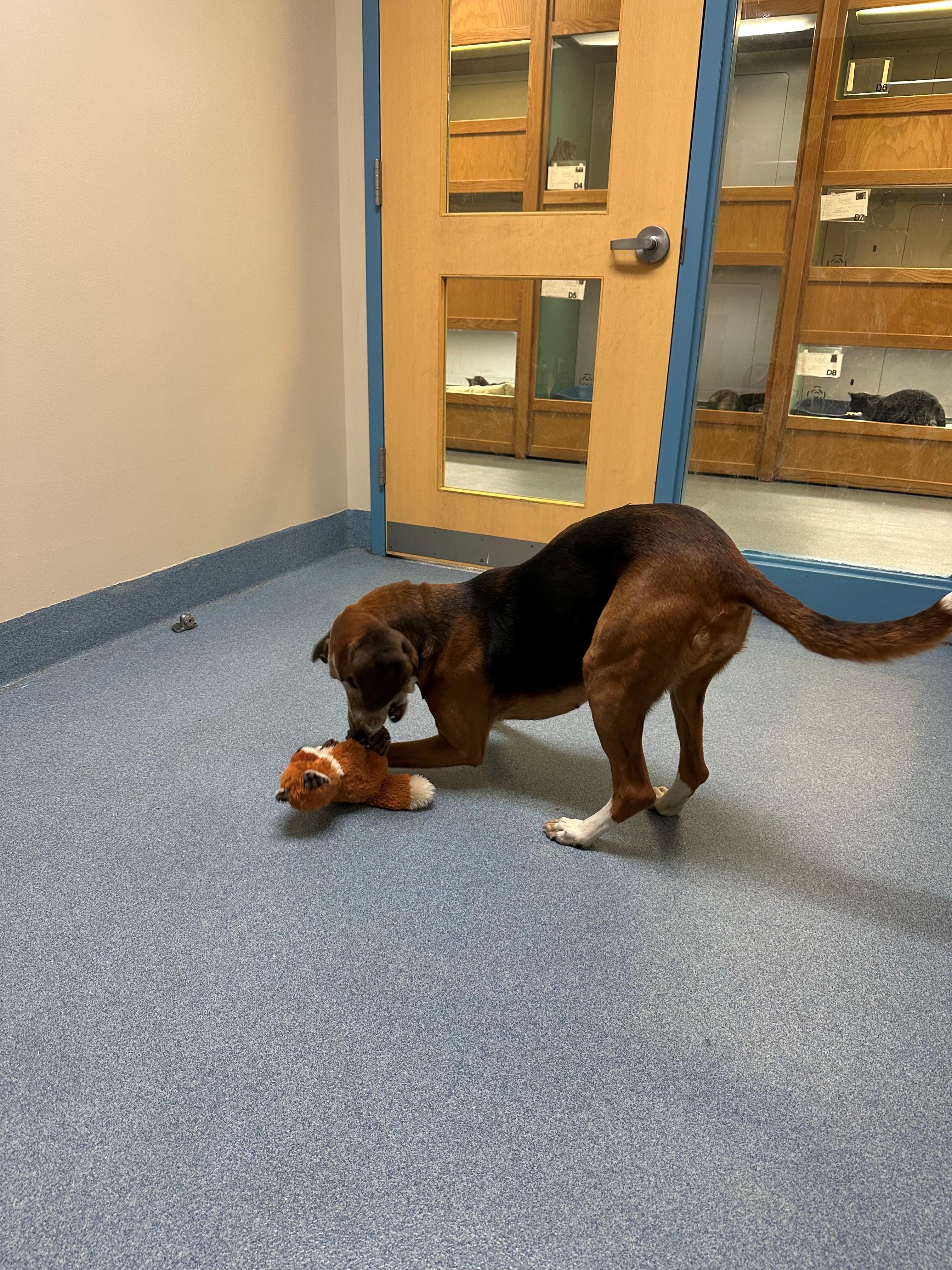 Enlarge Carlee, a ADOPTABLE Hound in Suffolk, VA image 1/2