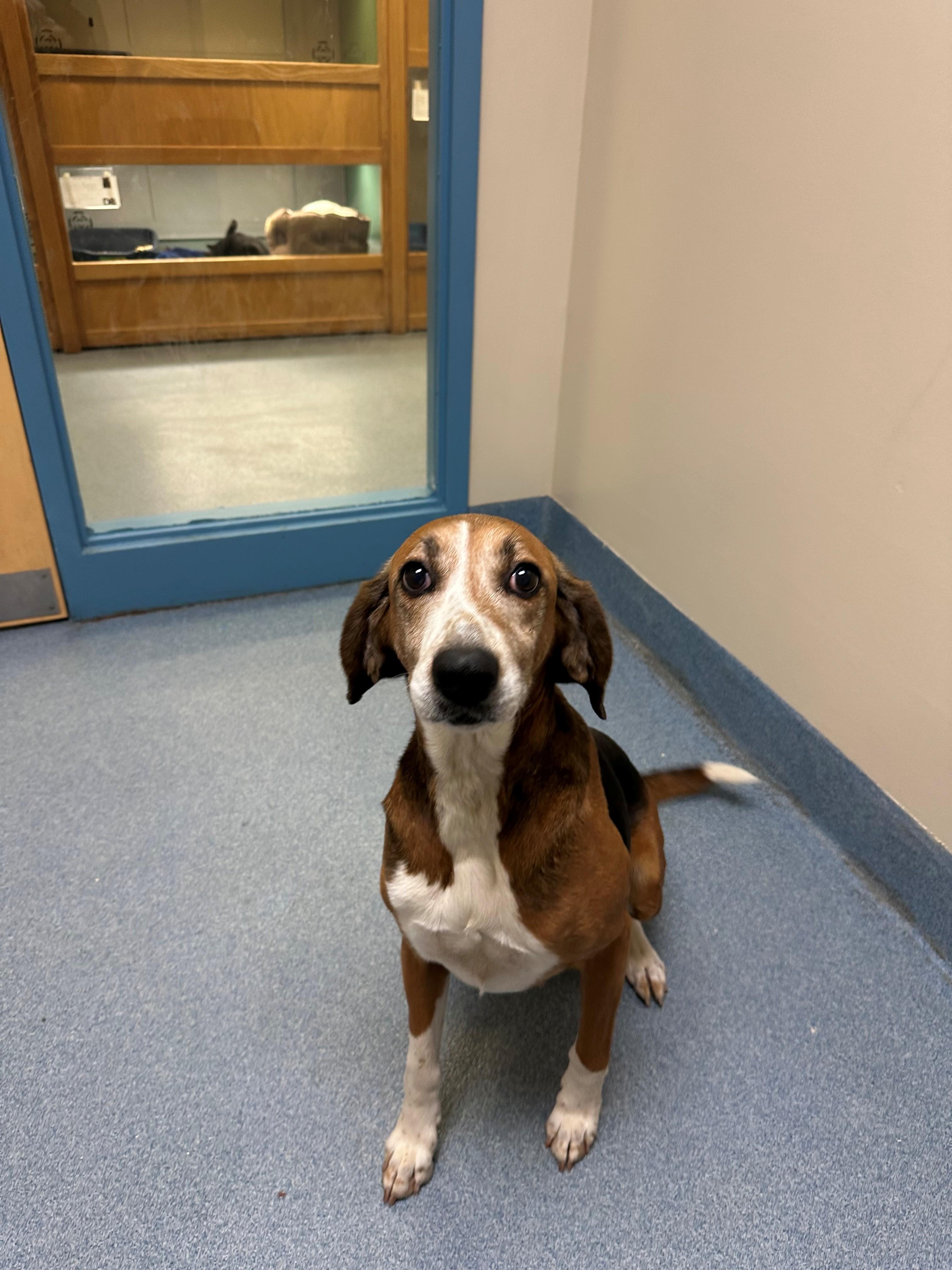 Enlarge Carlee, a ADOPTABLE Hound in Suffolk, VA image 2/2