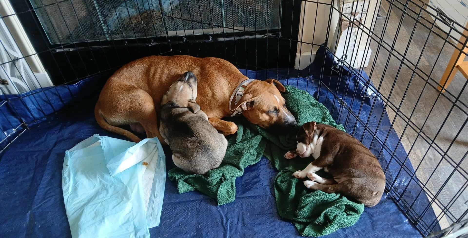 Enlarge Bagel, a ADOPTABLE mixed breed in Tallahassee, FL image 2/4