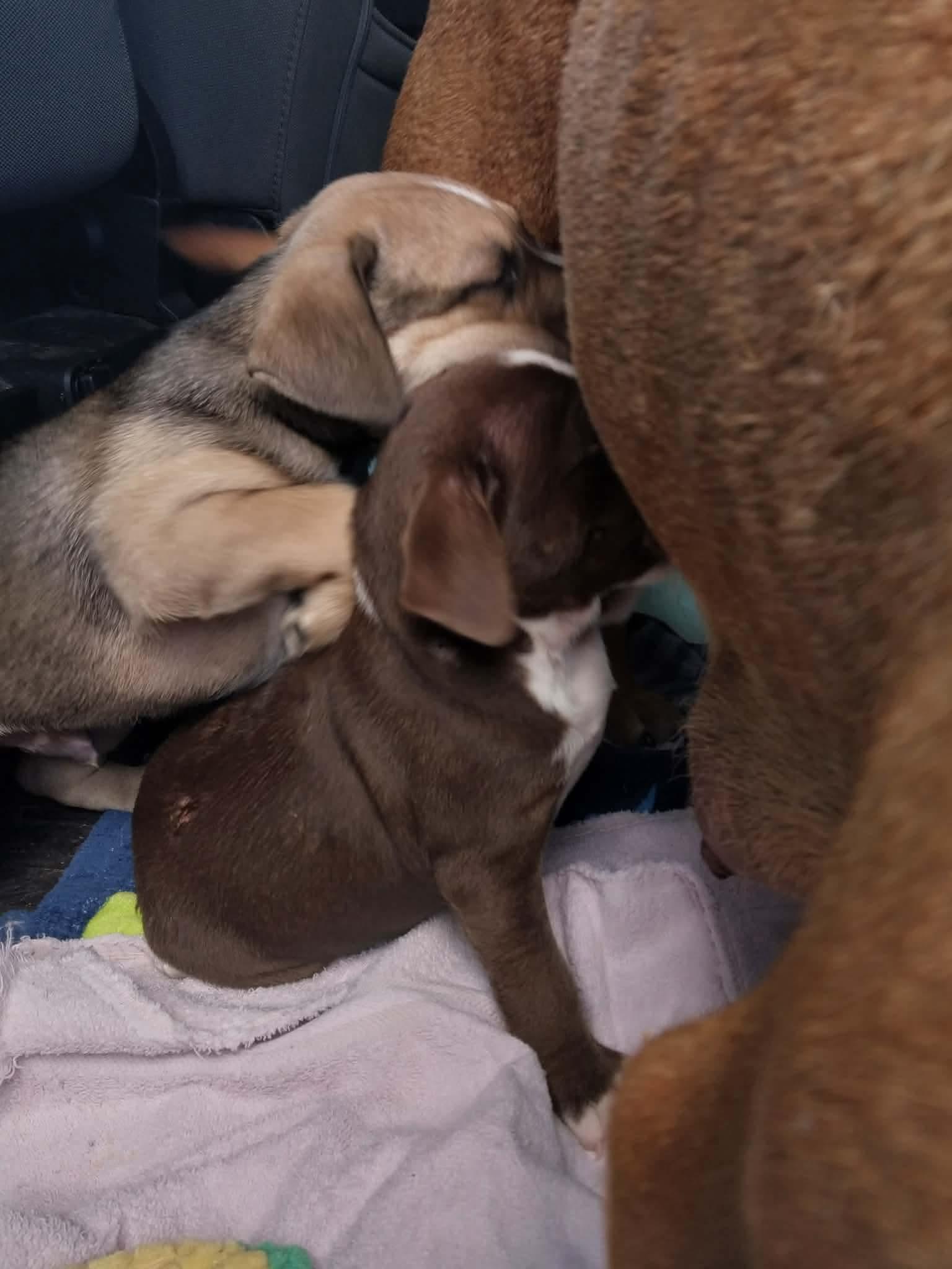 Enlarge Bagel, a ADOPTABLE mixed breed in Tallahassee, FL image 4/4