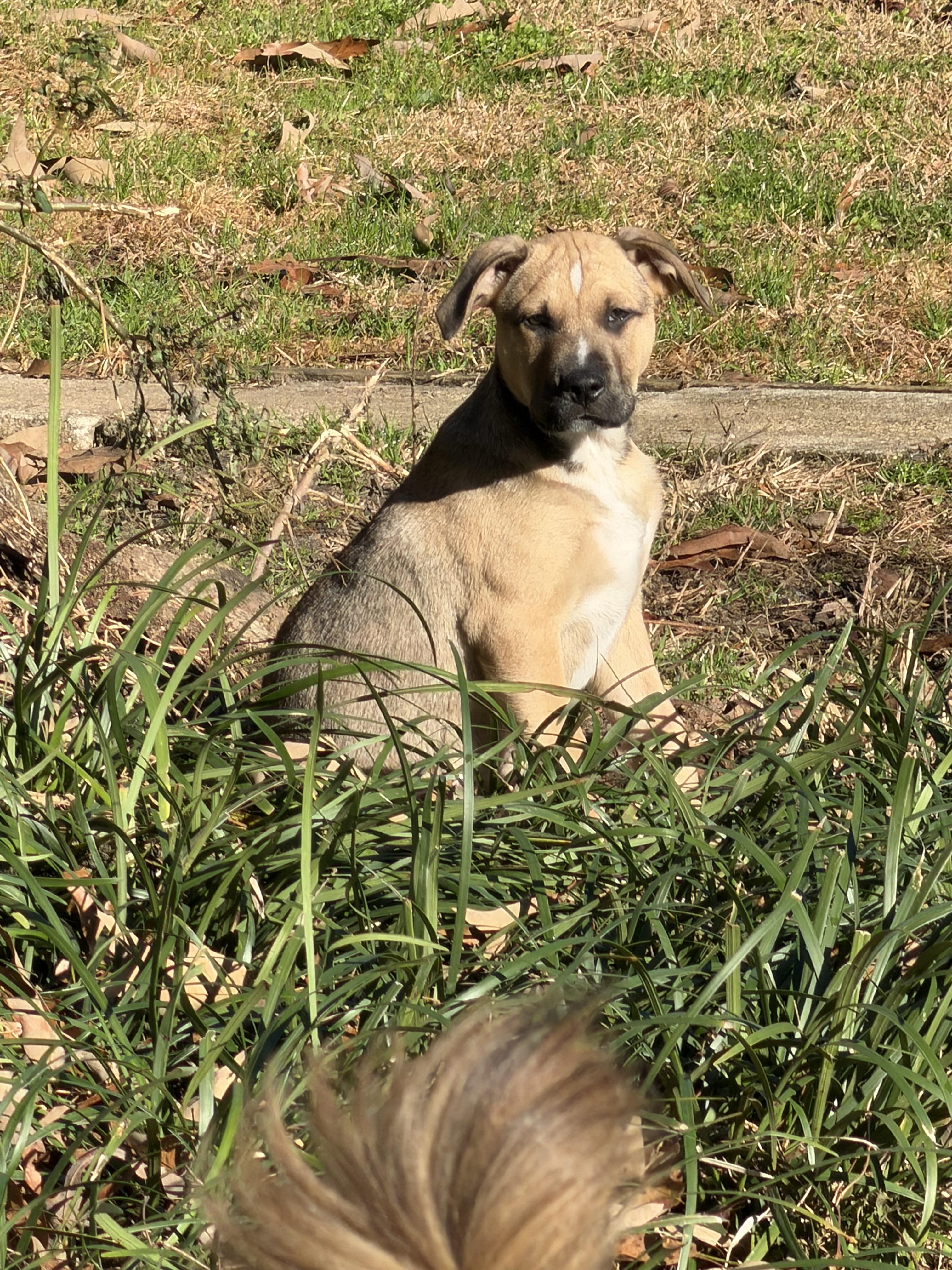 Enlarge Bagel, a ADOPTABLE mixed breed in Tallahassee, FL image 3/4