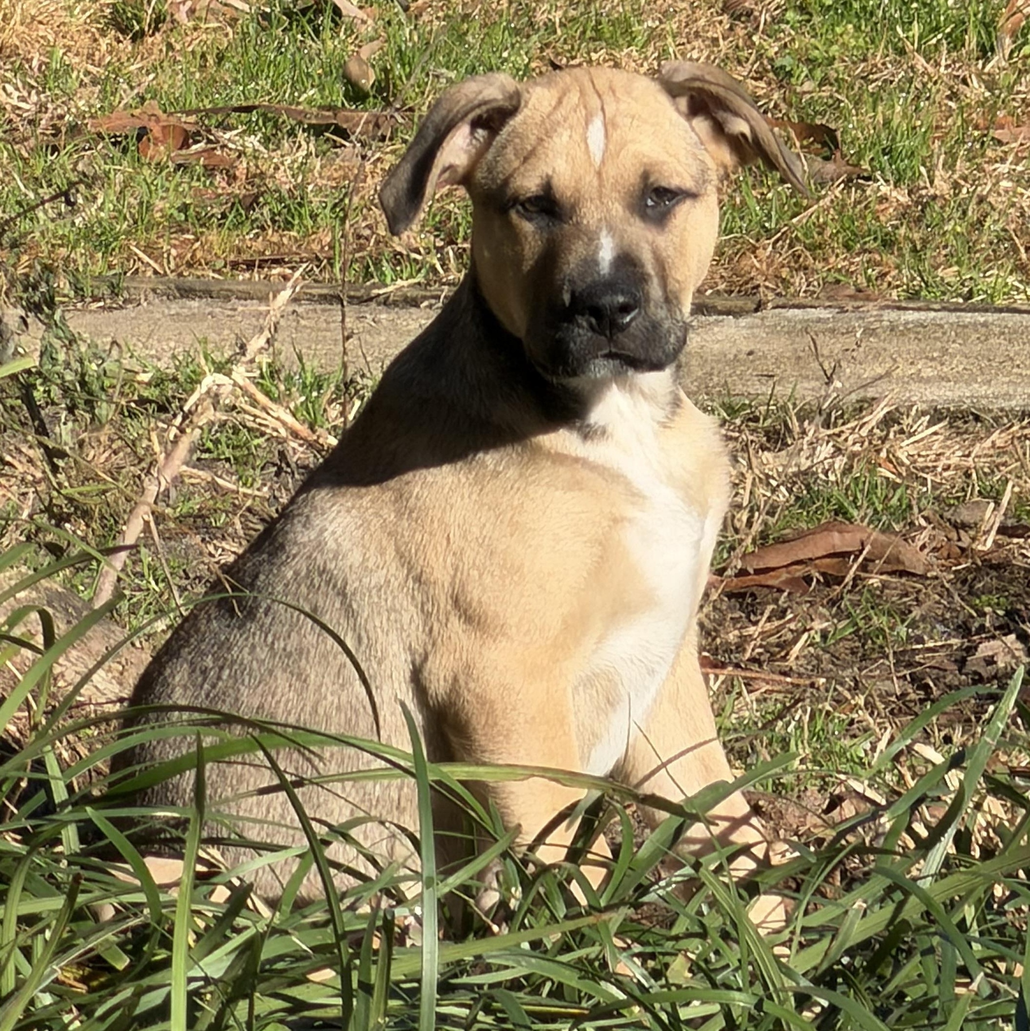 Enlarge Bagel, a ADOPTABLE mixed breed in Tallahassee, FL image 3/3