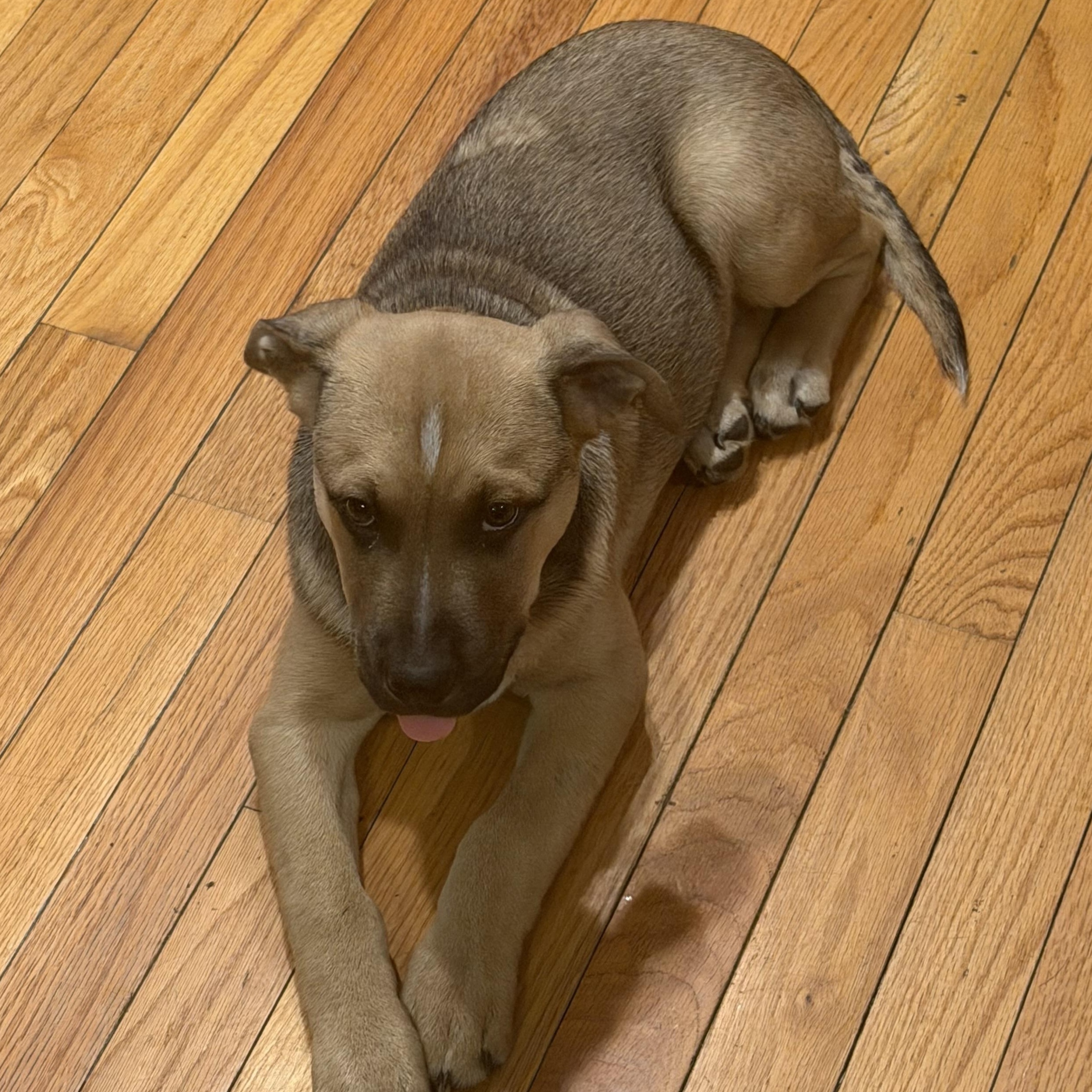 Enlarge Bagel, a ADOPTABLE mixed breed in Tallahassee, FL image 1/4