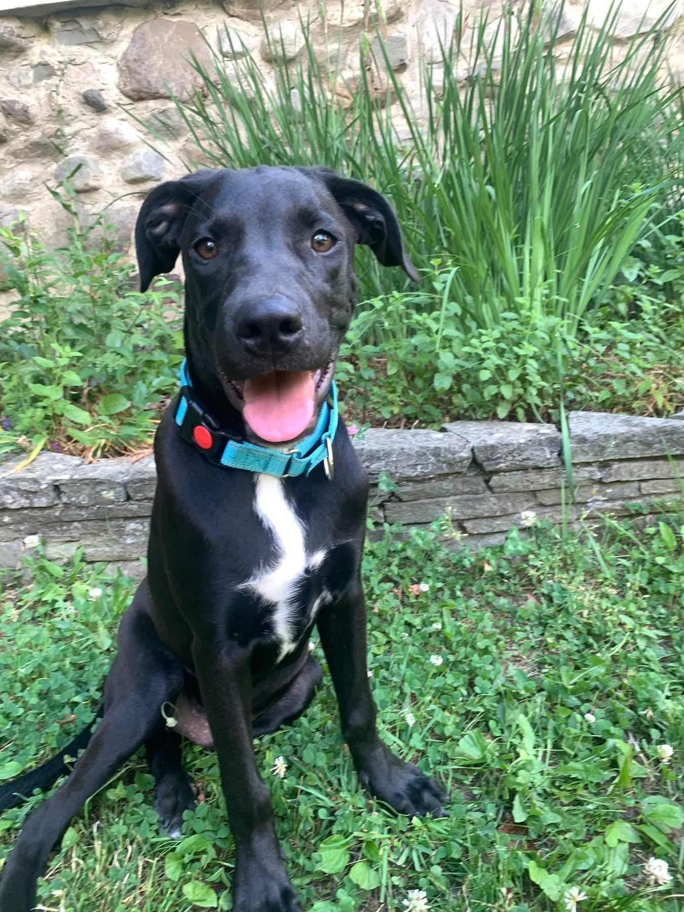 Chad, adopted, Puppy Male Black Labrador Retriever.