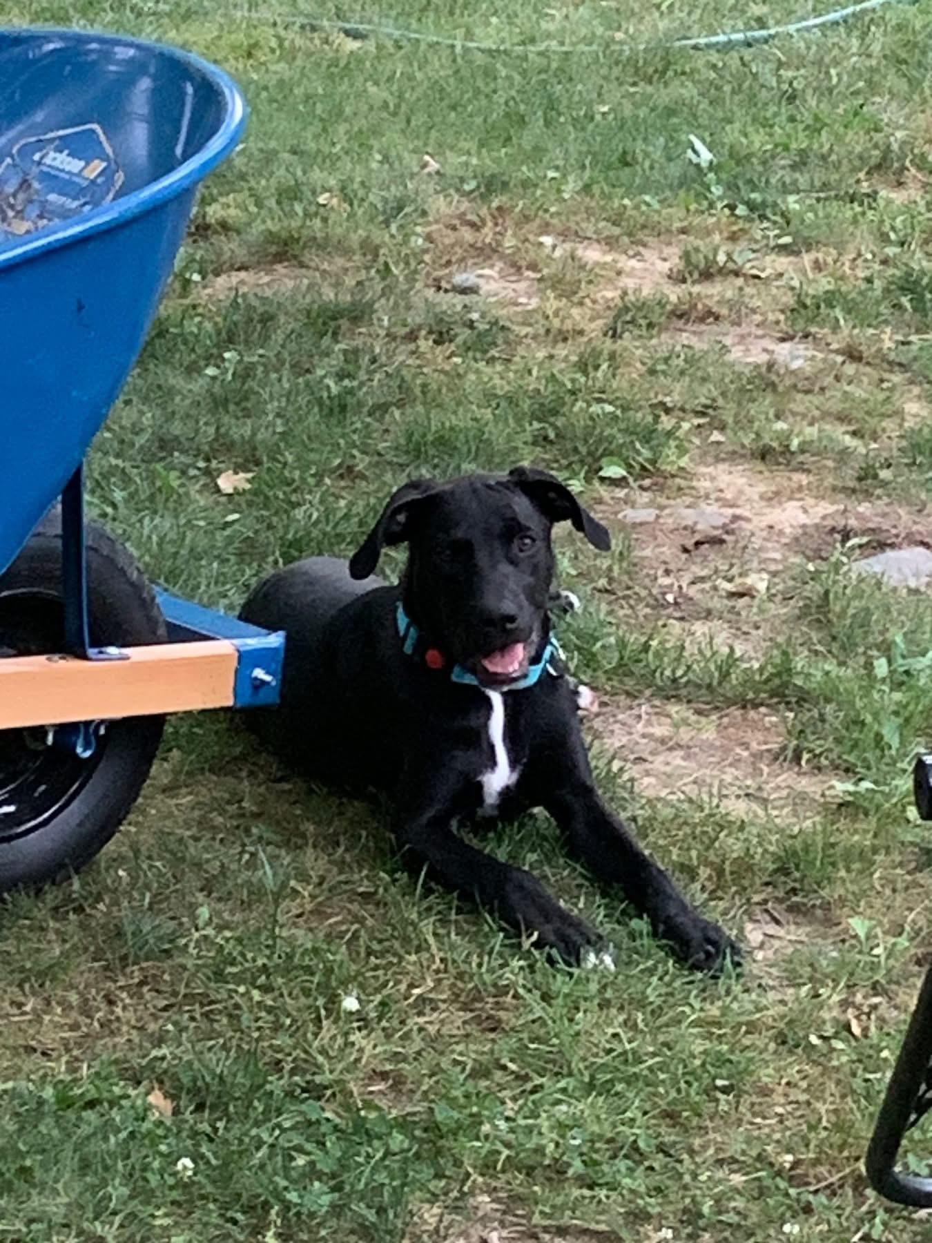 Enlarge Chad, an adopted mixed breed in Highland, NY image 2/3