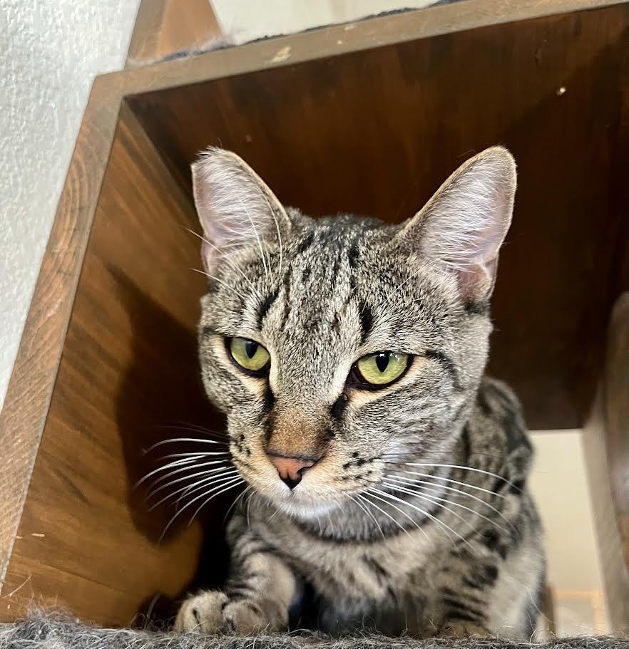 Remmy, adopted, Young Male Domestic Short Hair.