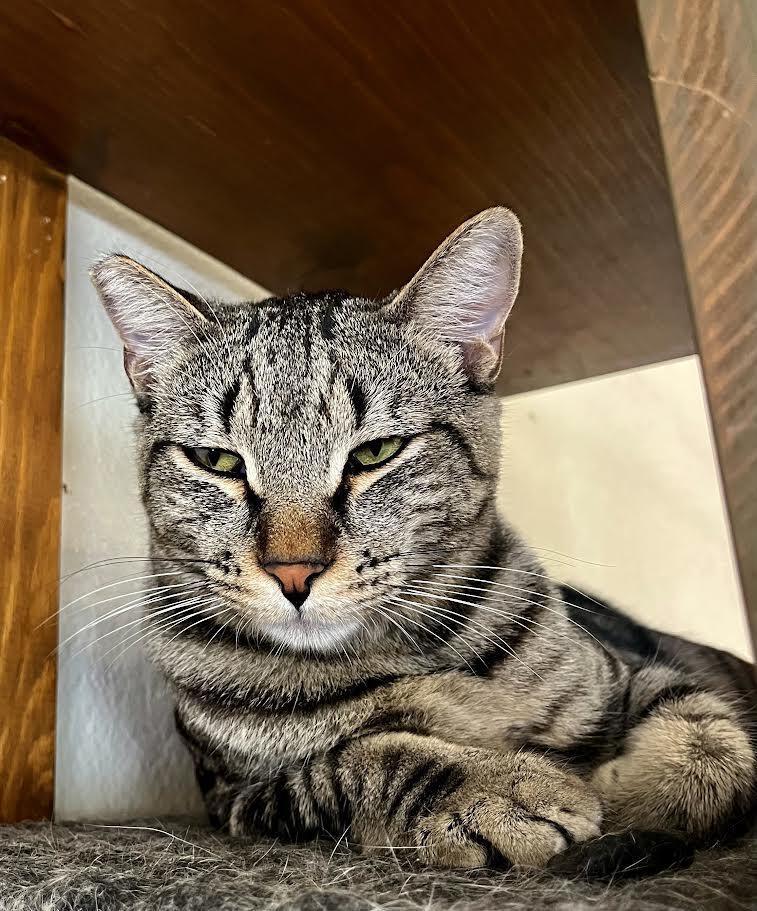 Enlarge Remmy, an adopted Domestic Short Hair in Jackson, CA image 2/2