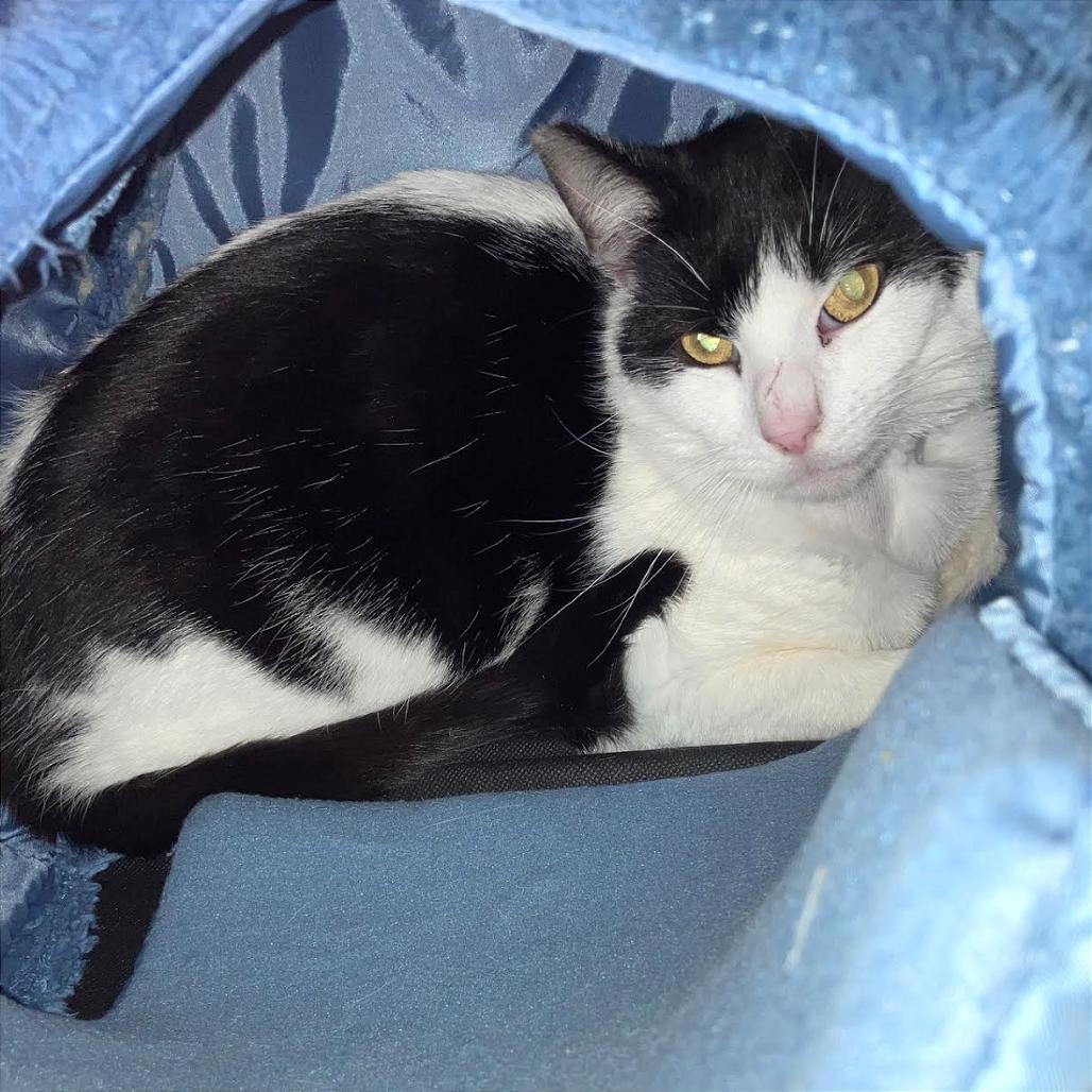 Juniper, Adoptable, Young Male Domestic Short Hair.