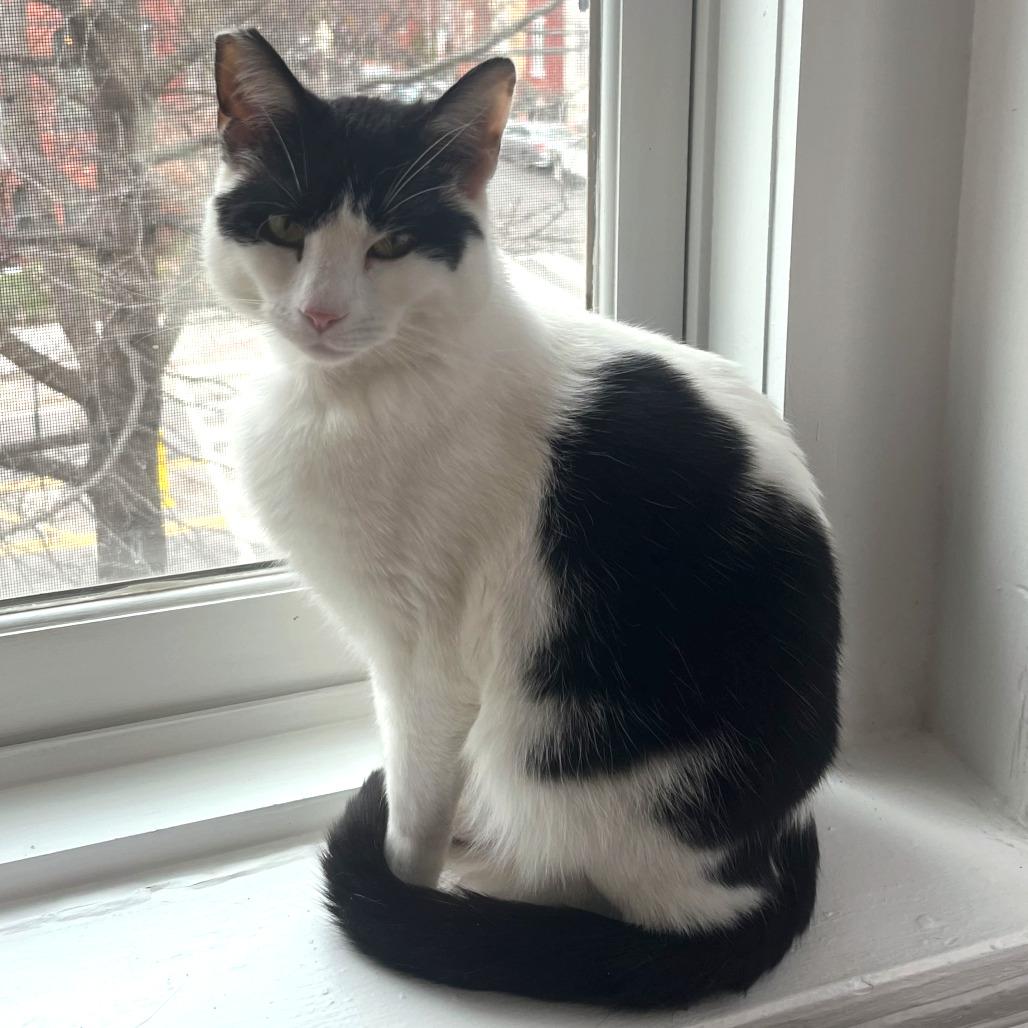 Enlarge Juniper, a Adoptable Domestic Short Hair in Washington, DC image 2/5