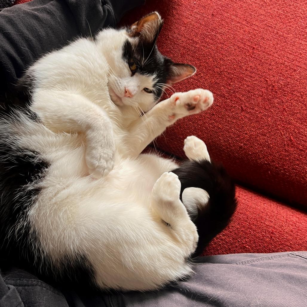 Enlarge Juniper, a Adoptable Domestic Short Hair in Washington, DC image 3/5