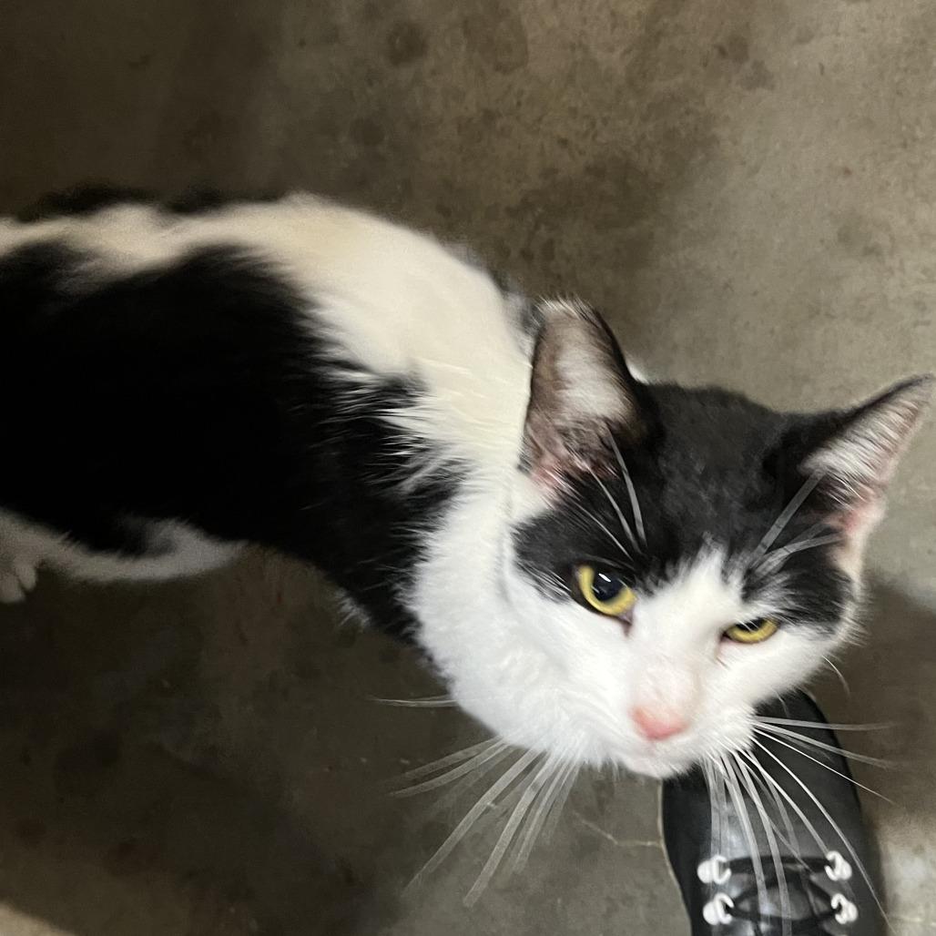 Enlarge Juniper, a Adoptable Domestic Short Hair in Washington, DC image 5/5