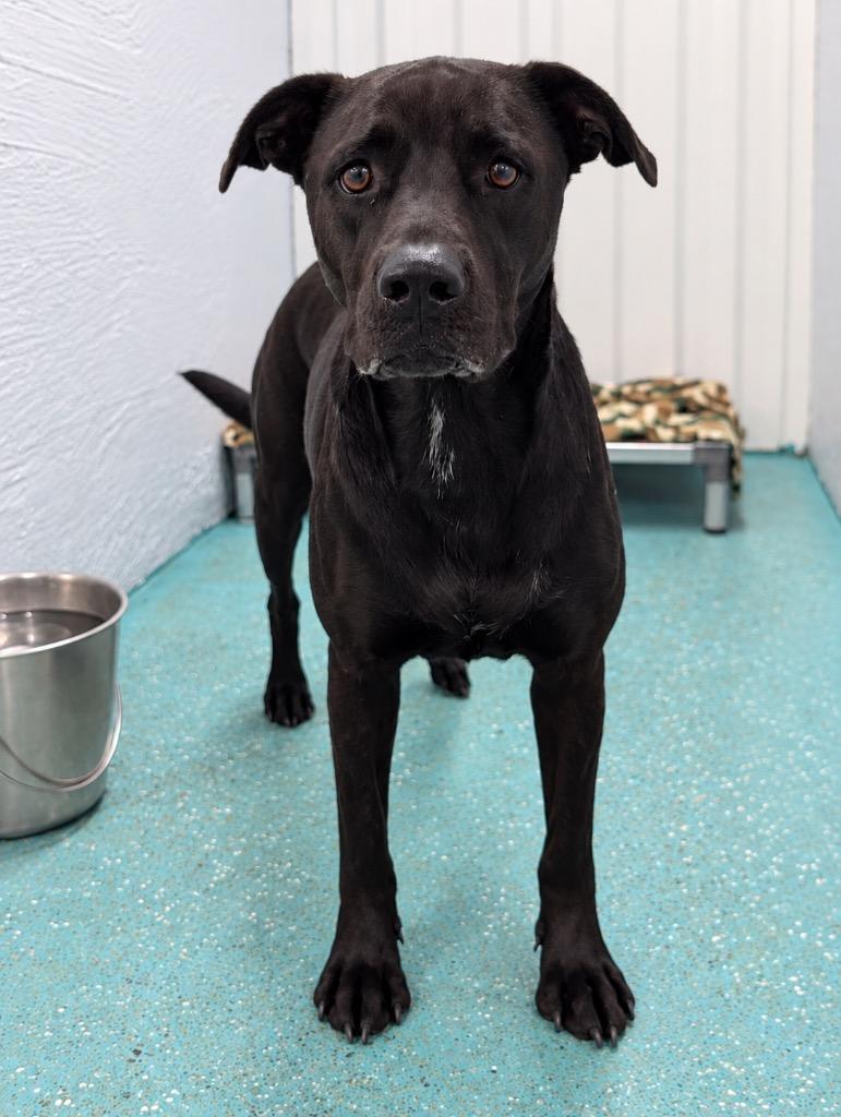 Luna, Adoptable, Young Female Pit Bull Terrier & Mixed Breed.