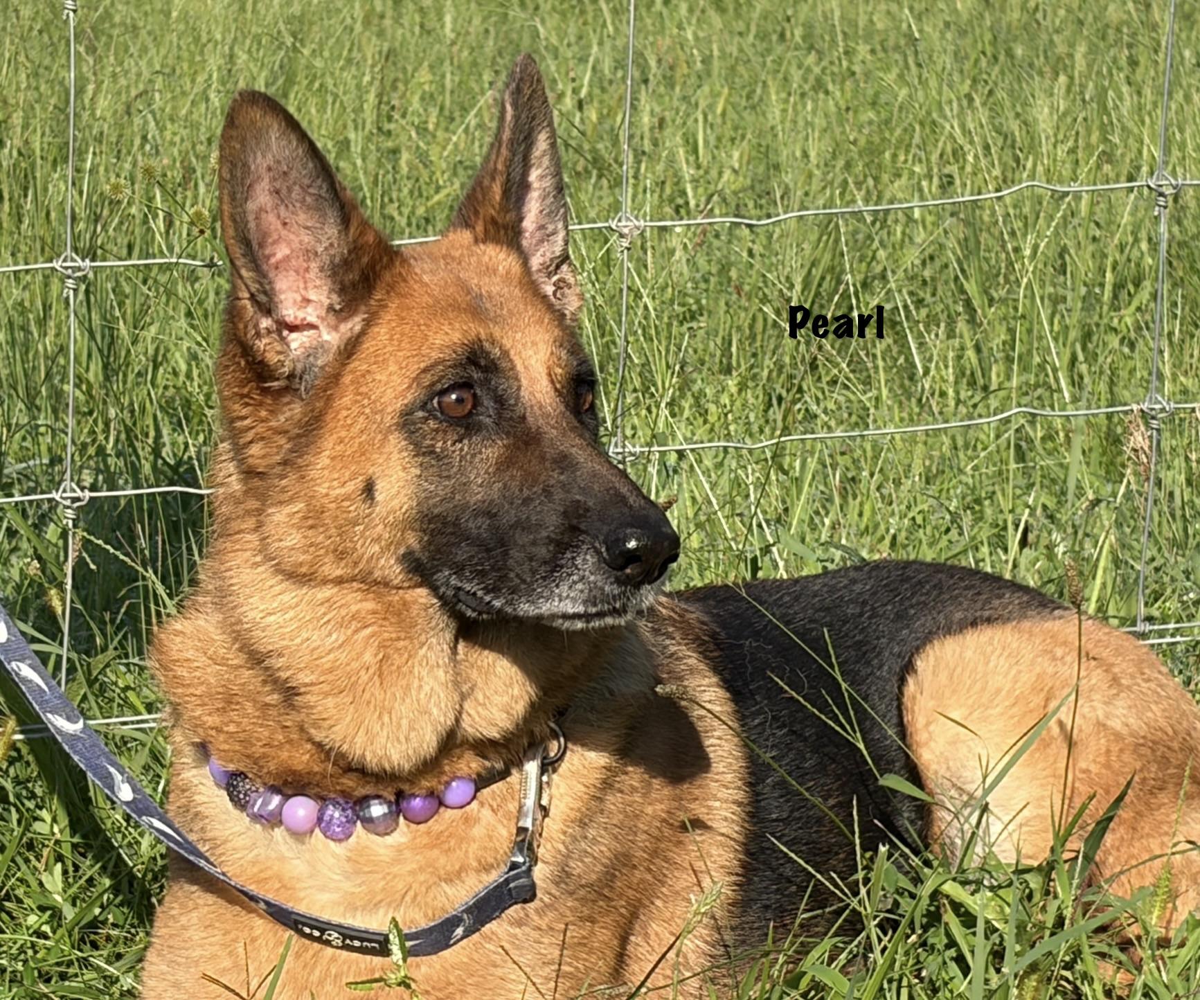 Pearl, ADOPTABLE, Adult Female German Shepherd Dog.