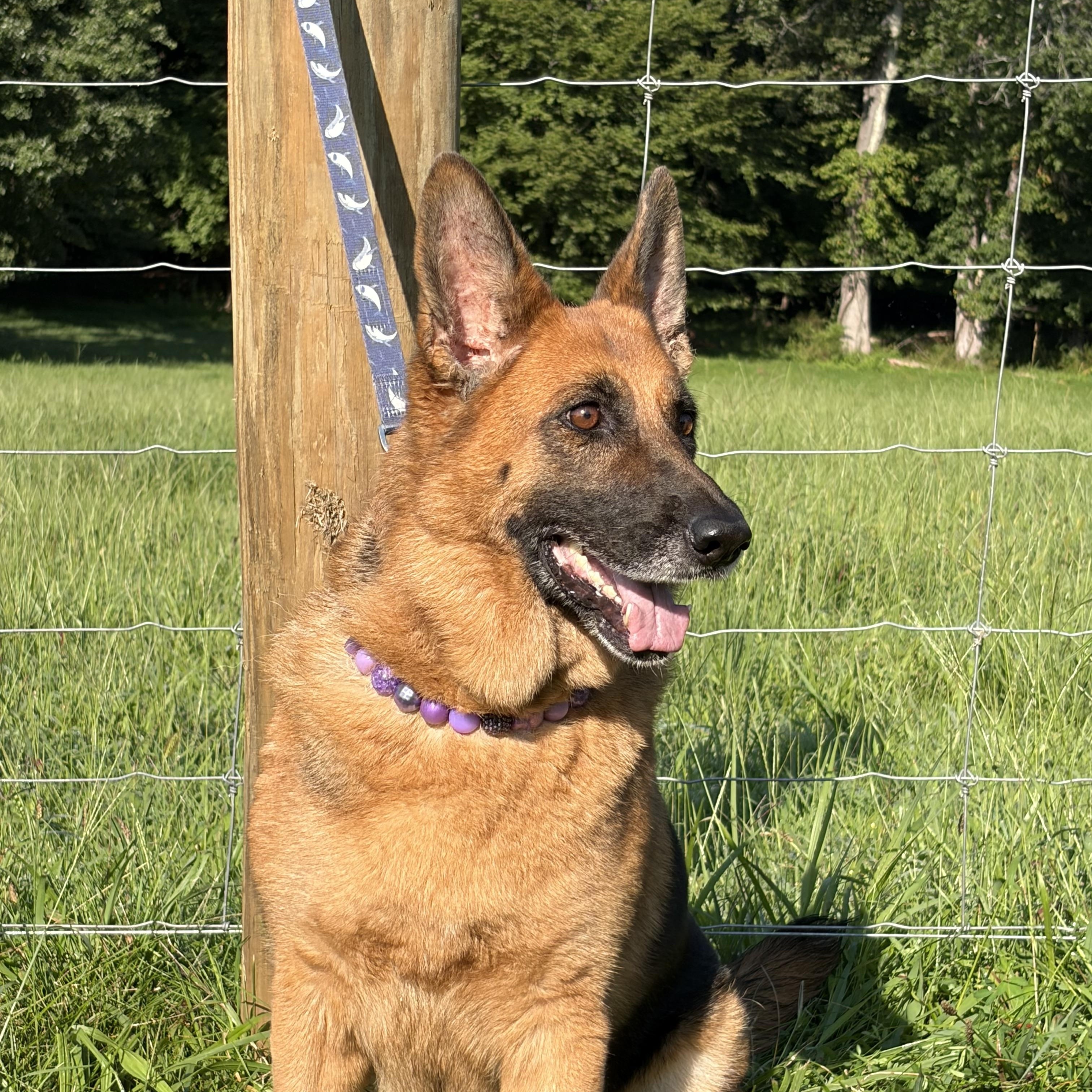 Pearl, a ADOPTABLE German Shepherd Dog in Warrenton, VA image 2/3