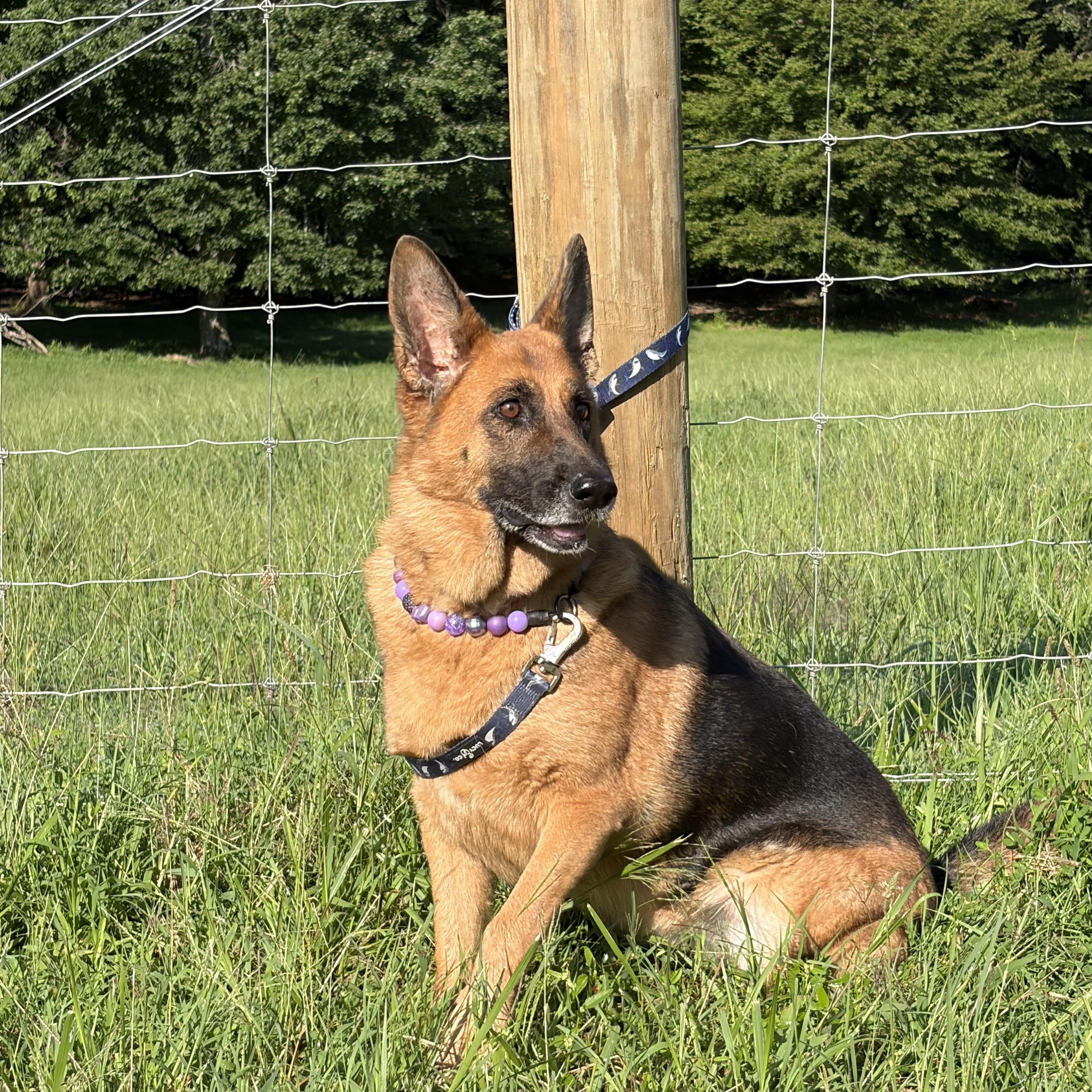 Pearl, a ADOPTABLE German Shepherd Dog in Warrenton, VA image 3/3